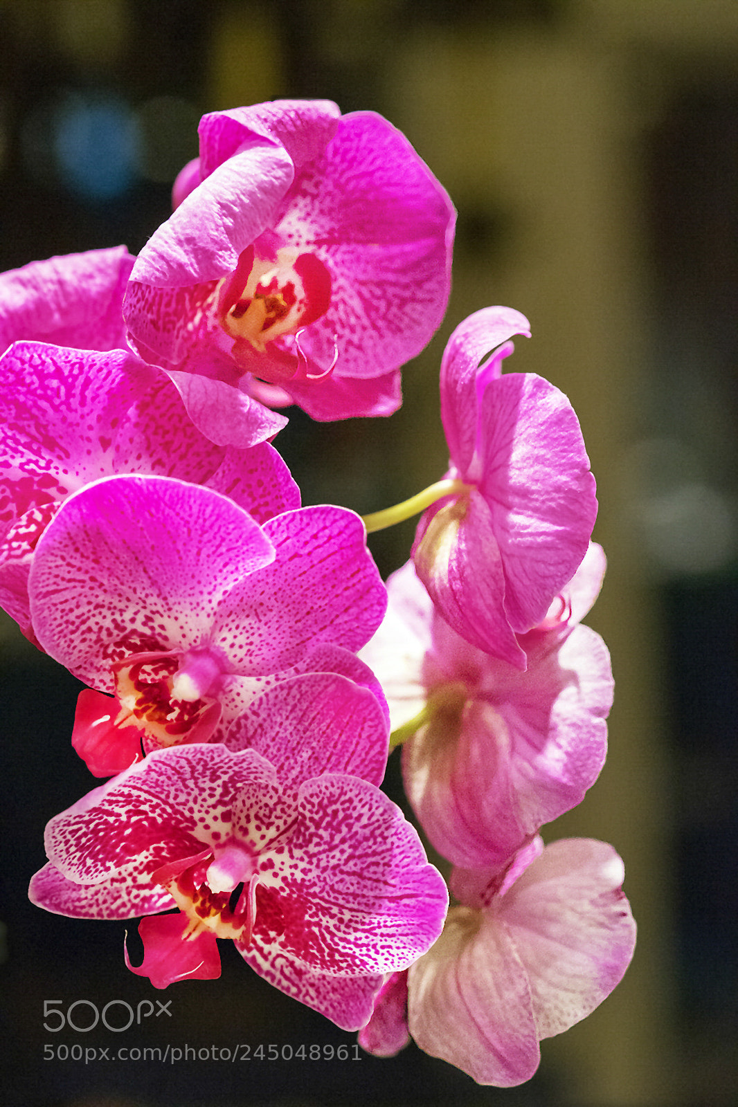 Sony a7 II sample photo. Orchid in full bloom photography
