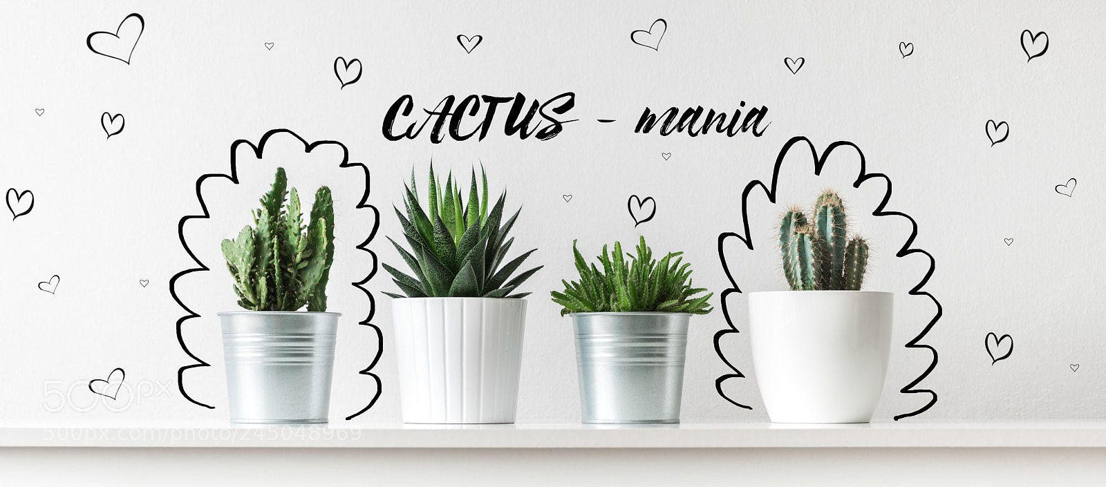 Nikon D810 sample photo. Collection of various cactus photography