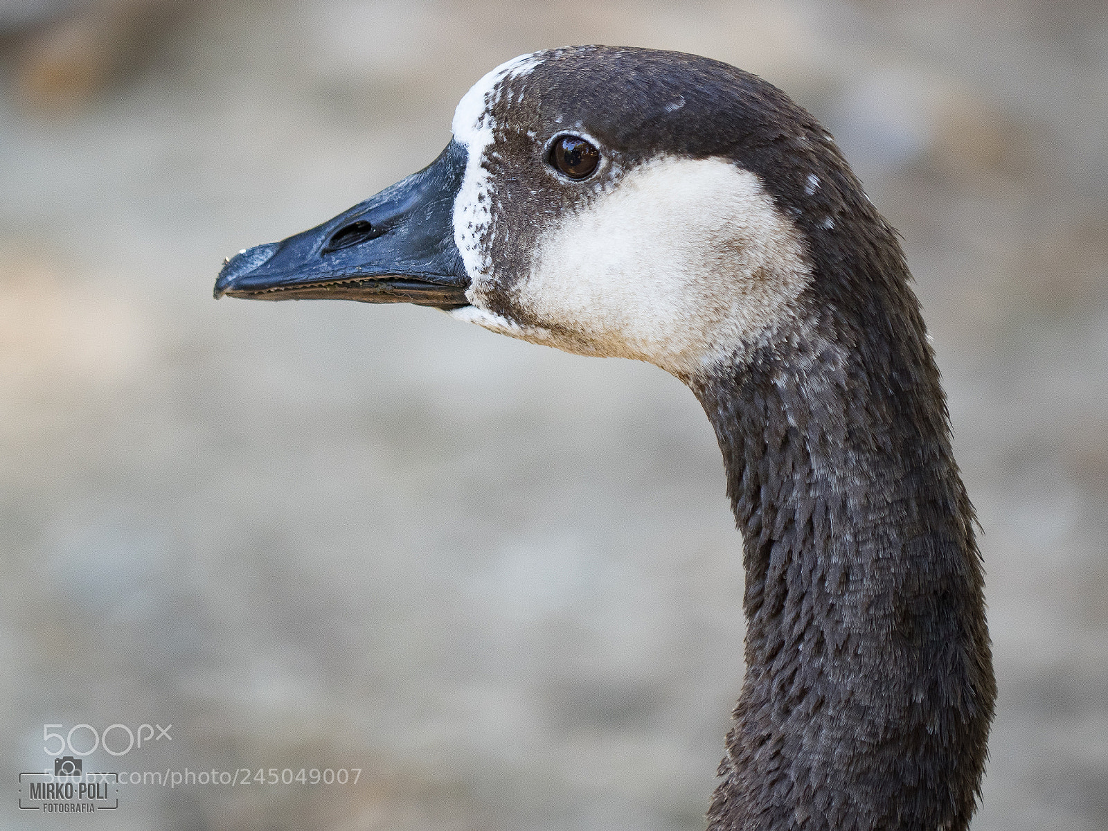 Olympus OM-D E-M1 sample photo. Mallard photography