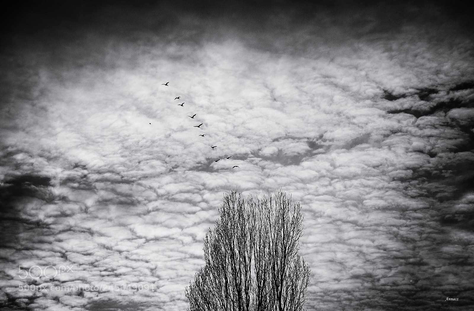 Nikon D5200 sample photo. Flying photography