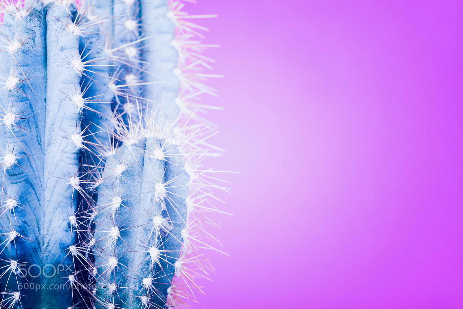 Nikon D810 sample photo. Trendy neon purple and photography