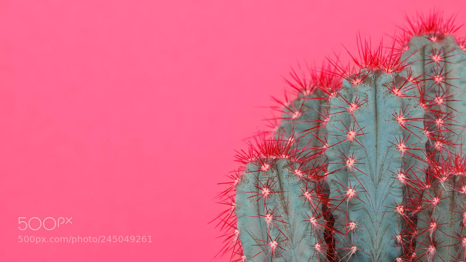 Nikon D810 sample photo. Trendy pastel pink coloured photography