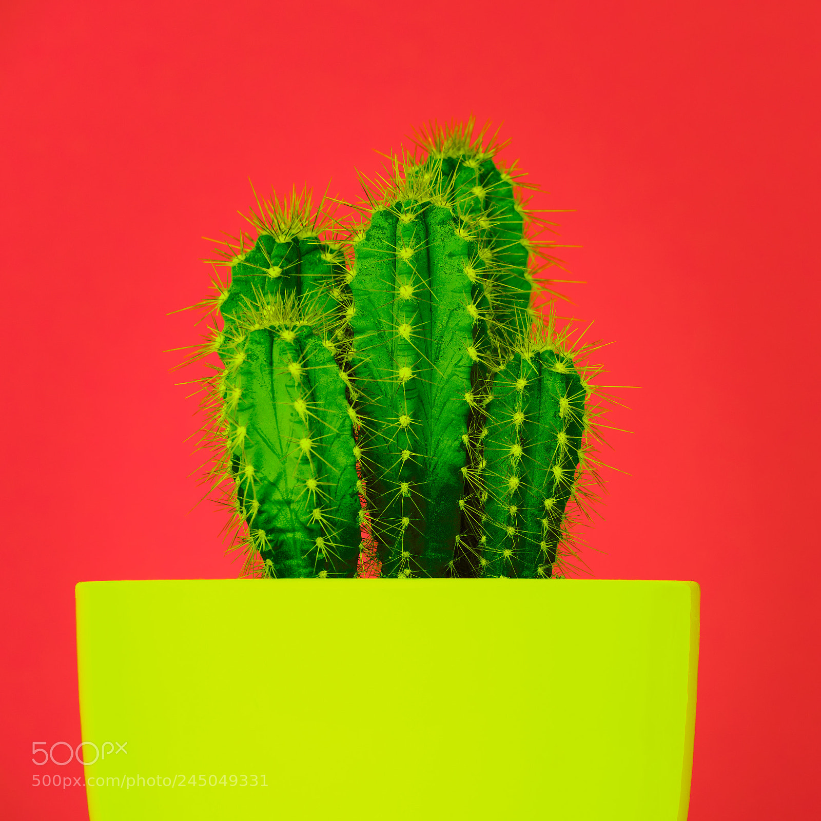 Nikon D810 sample photo. Trendy vibrant neon coloured photography