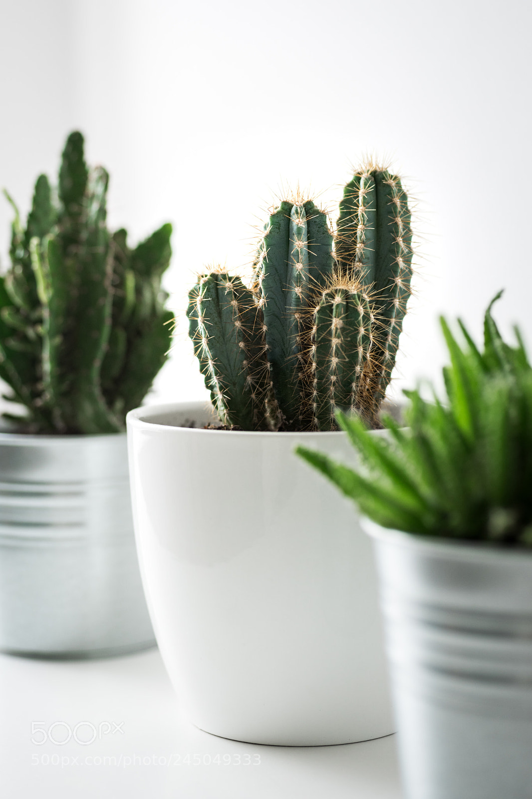 Nikon D810 sample photo. Various cactus and succulent photography
