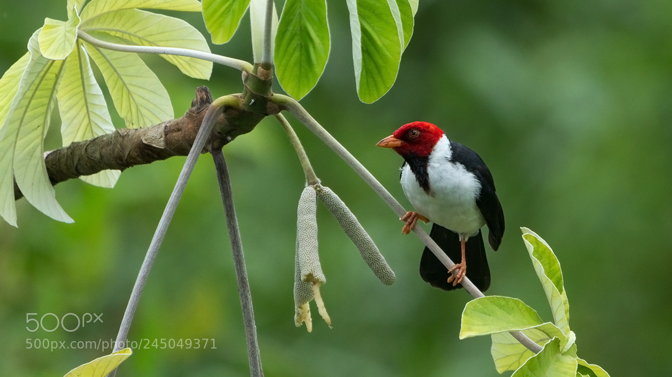 Canon EOS 60D sample photo. Yellow-billed cardinal photography