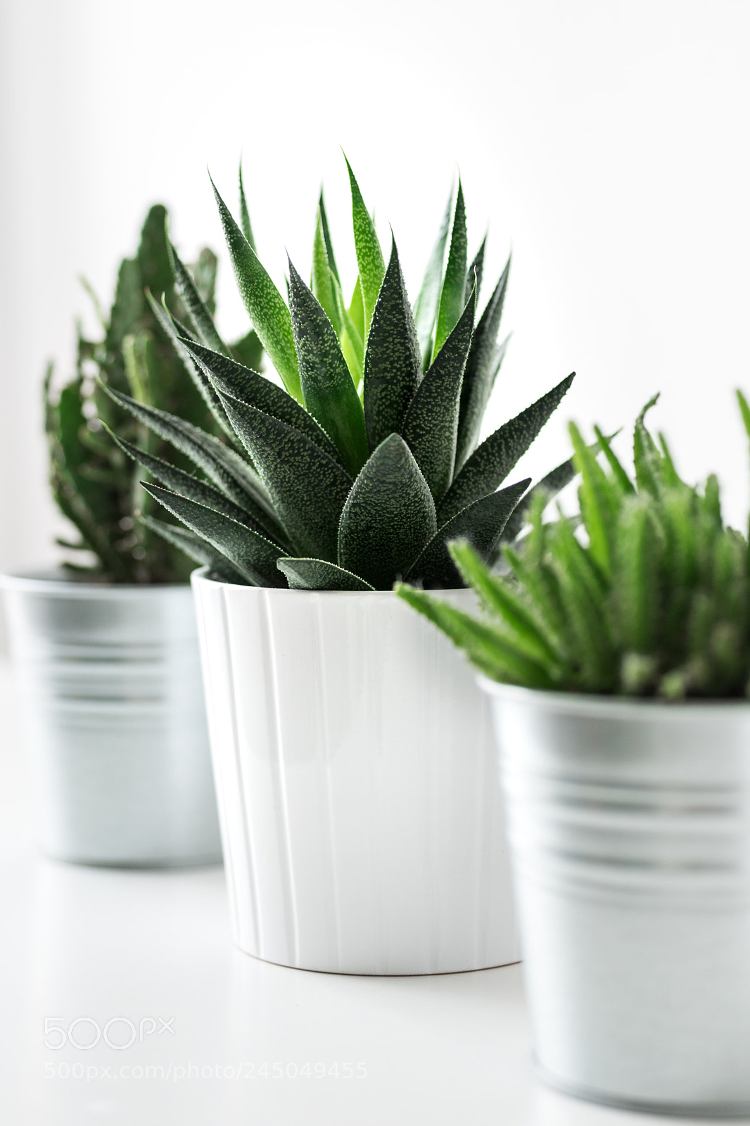 Nikon D810 sample photo. Various cactus and succulent photography