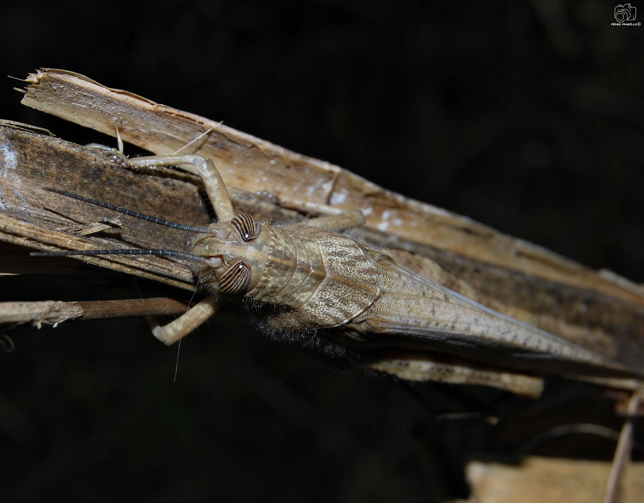 Nikon D60 sample photo