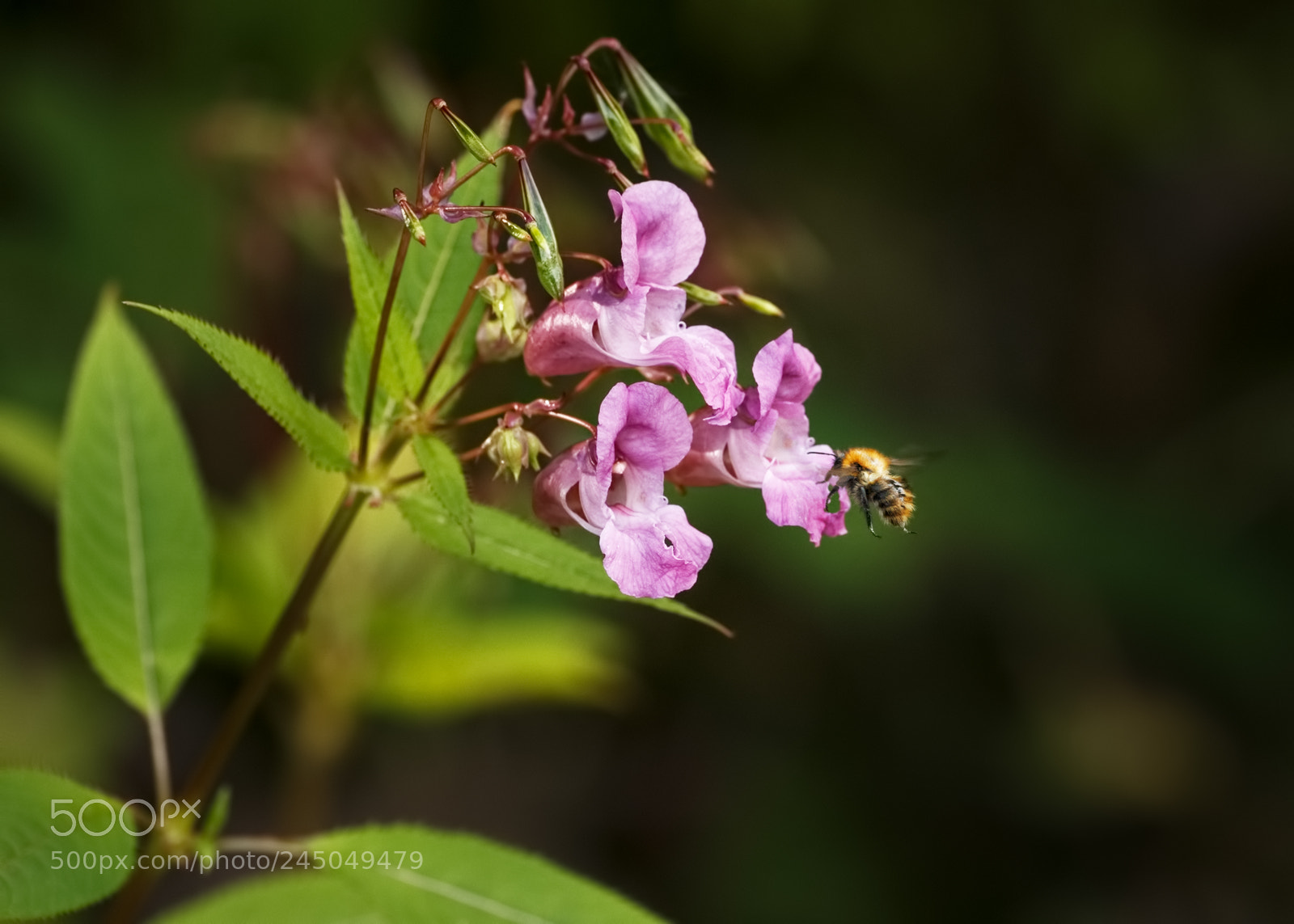 Canon EOS-1D X sample photo. Bee on a balsam photography