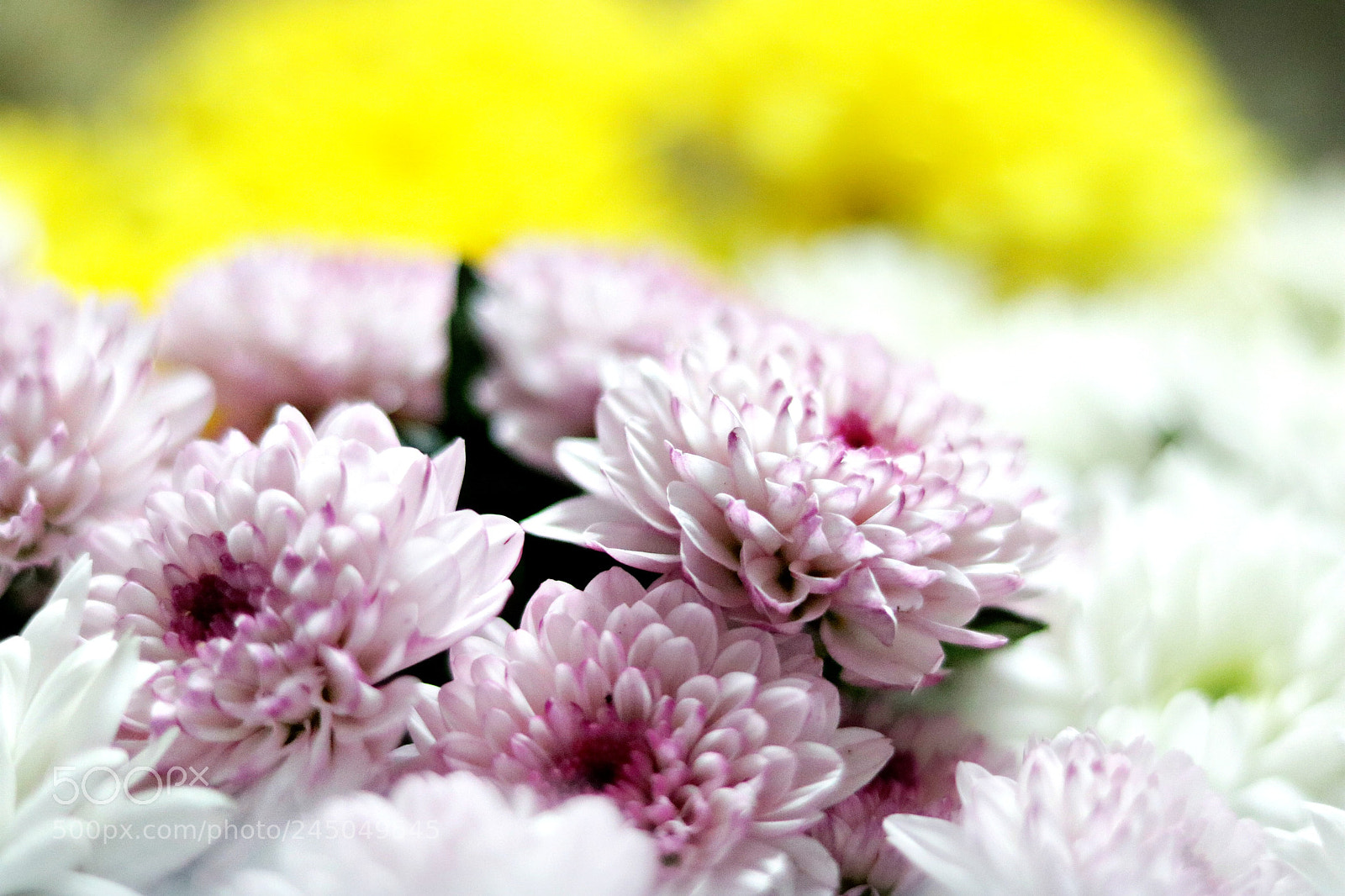 Canon EOS 750D (EOS Rebel T6i / EOS Kiss X8i) + Canon EF 50mm F1.8 STM sample photo. Flowers photography
