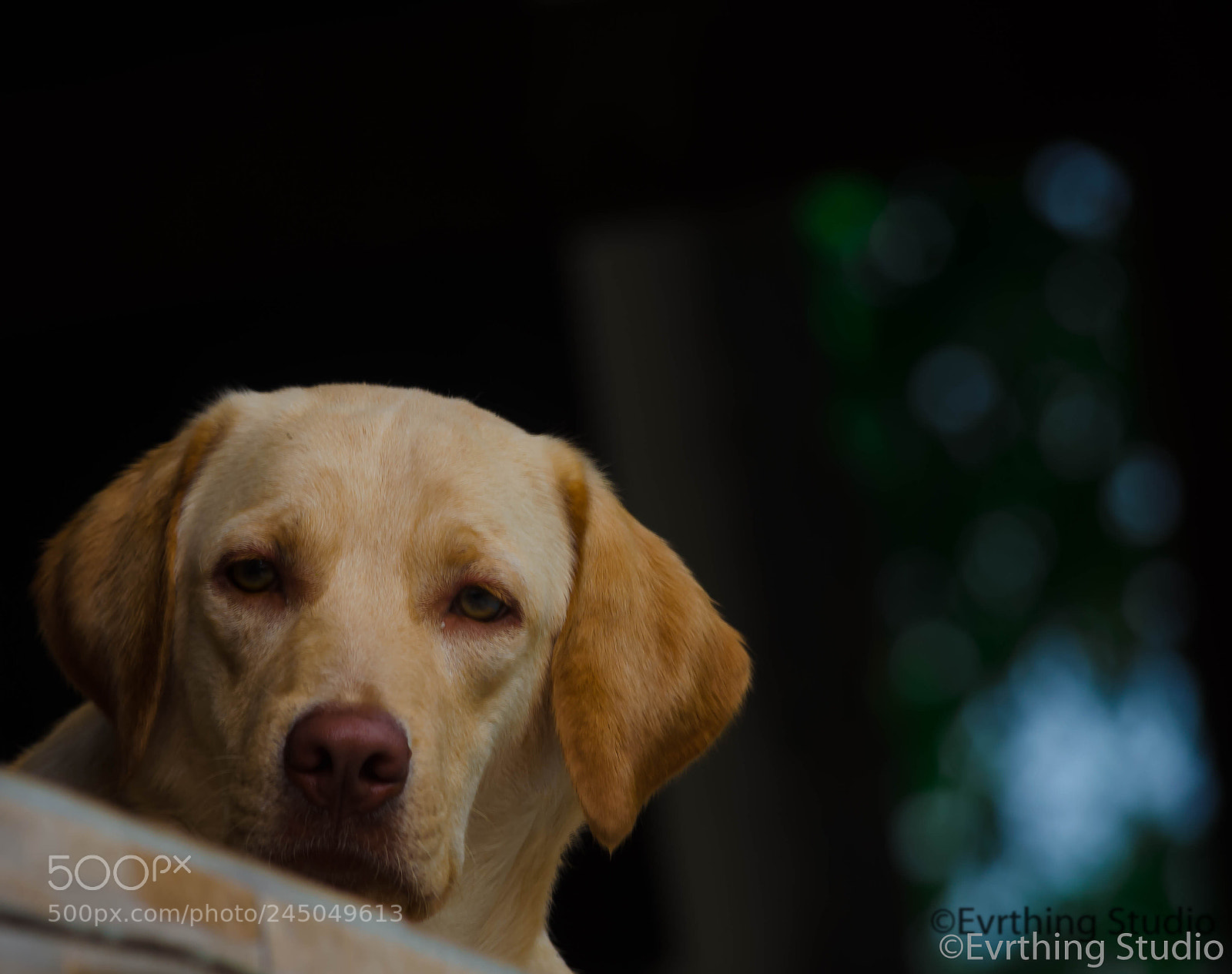 Nikon D5100 sample photo. Pet glamour !!! photography