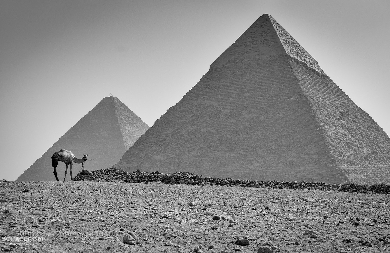 Nikon D5500 sample photo. Camel and the giza photography