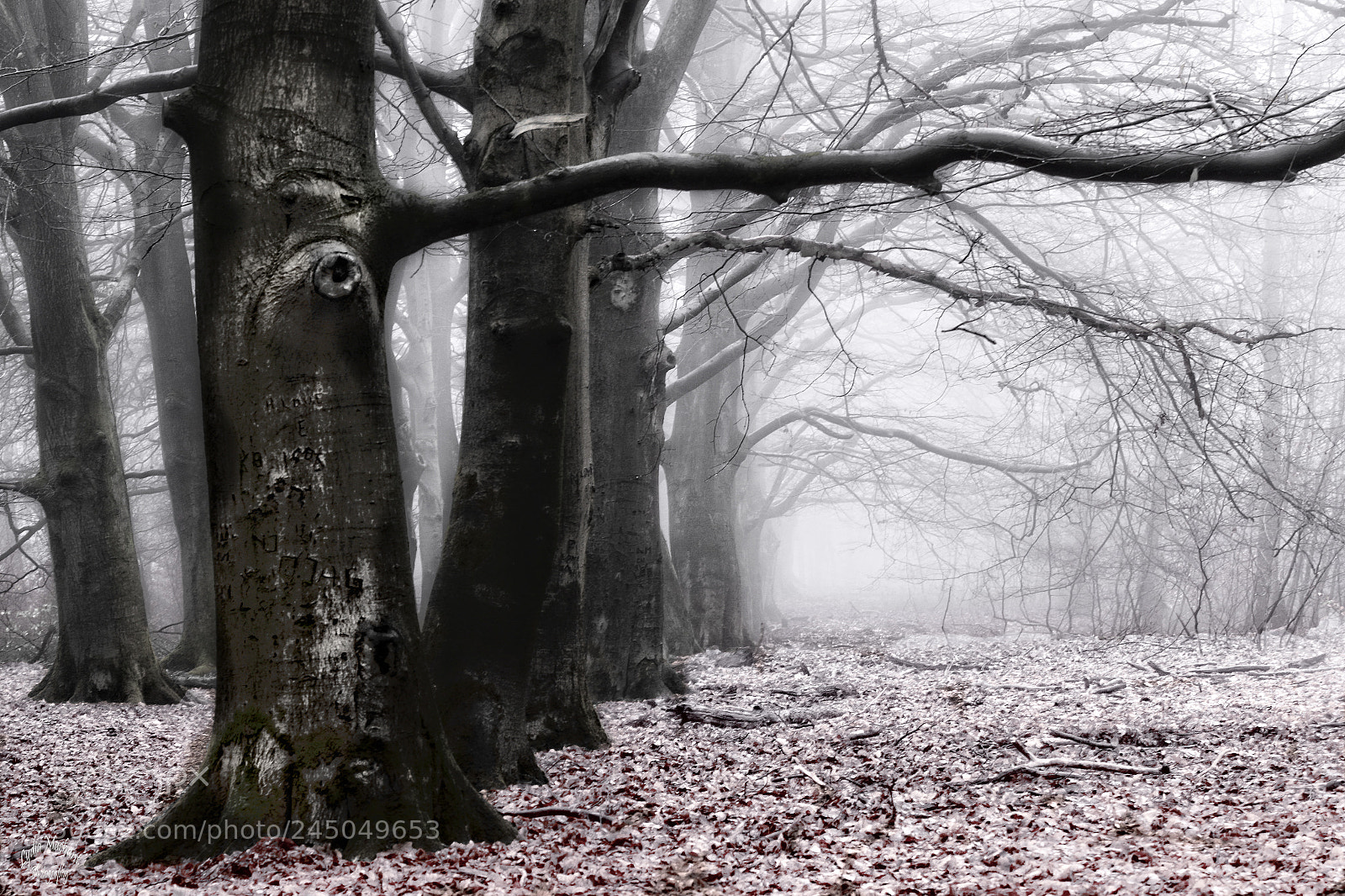 Canon EOS 7D Mark II sample photo. Frozen beauty photography