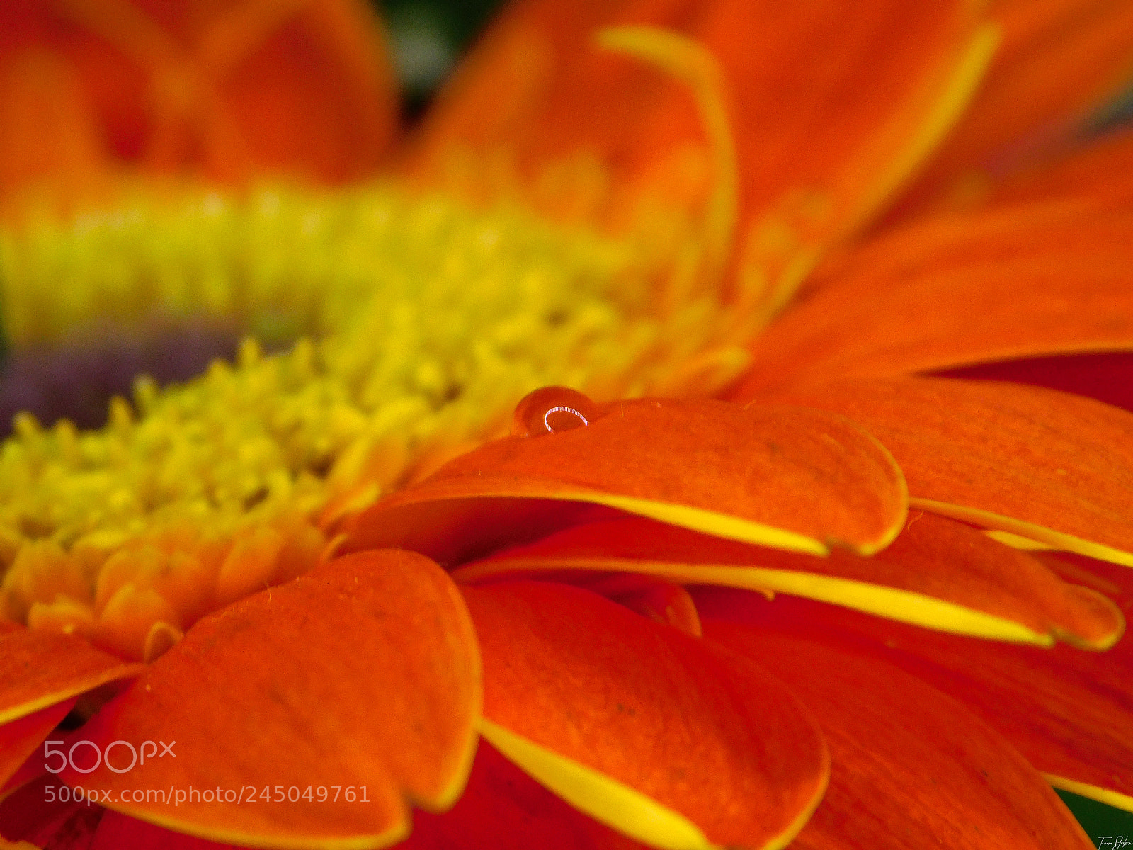 Nikon Coolpix B500 sample photo. Gerbera photography