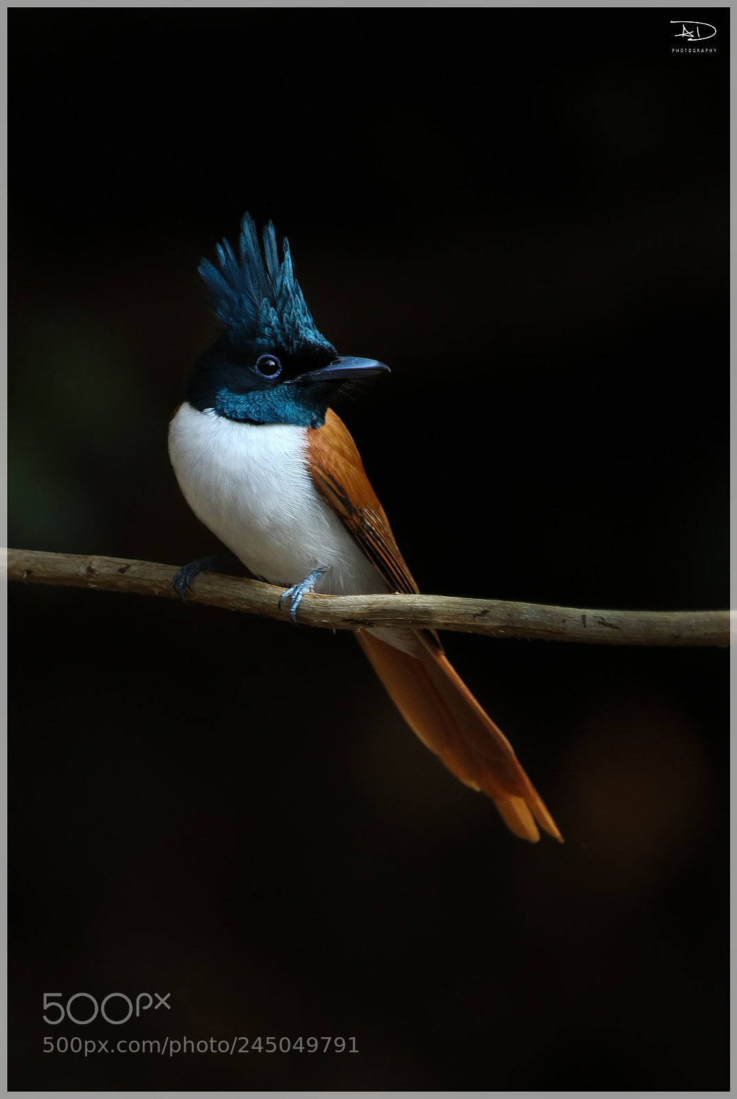 Canon EOS 7D Mark II sample photo. Indian paradise flycatcher (m) photography