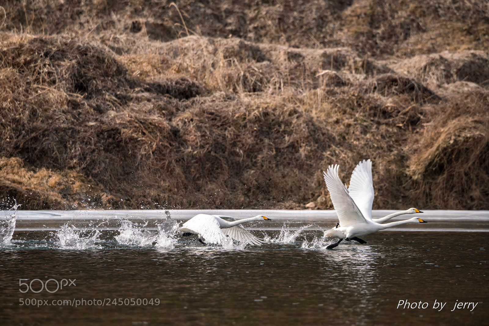 Sony a7R III sample photo. Swan photography