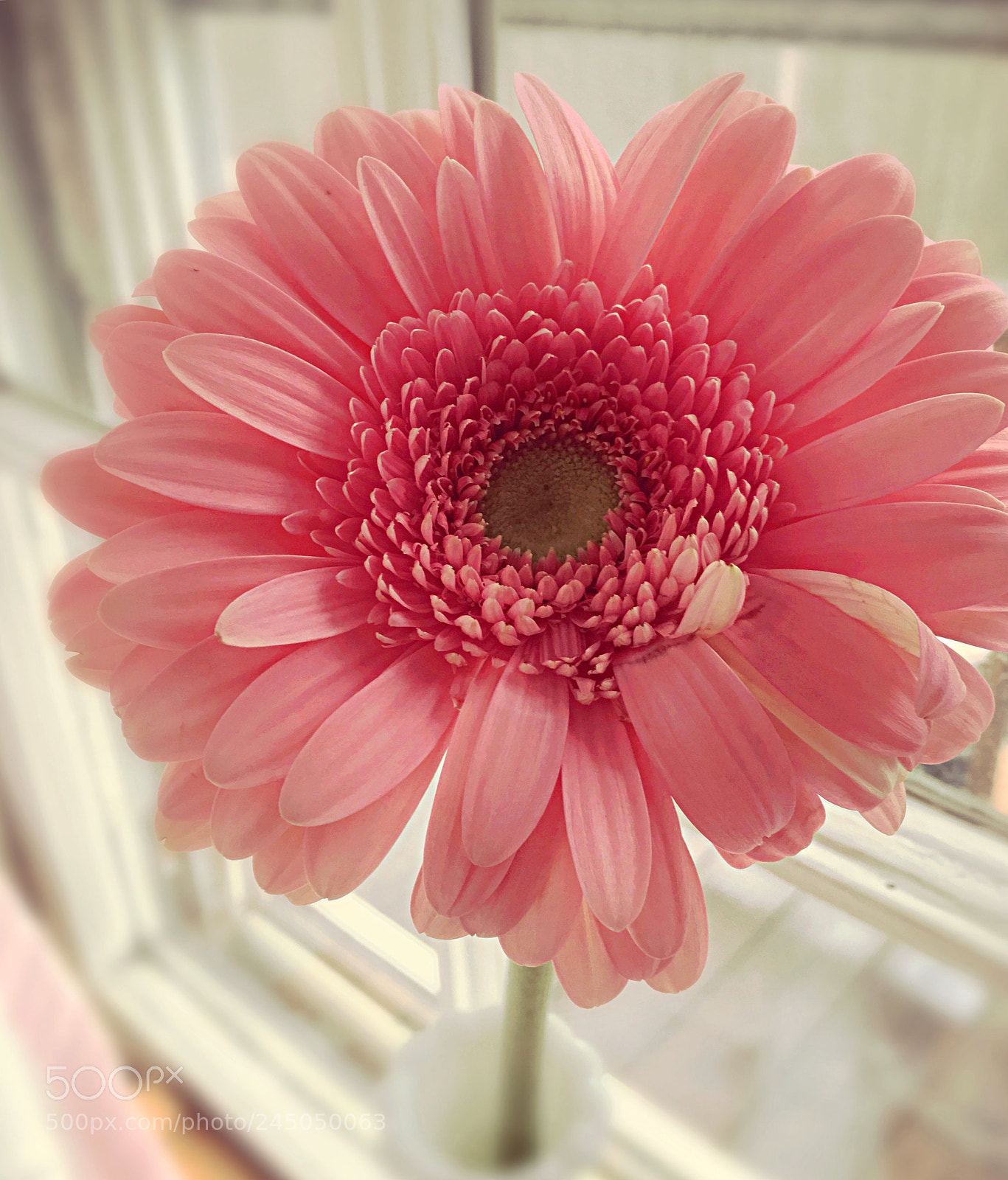 Apple iPhone 6s sample photo. Pink gerber daisy photography
