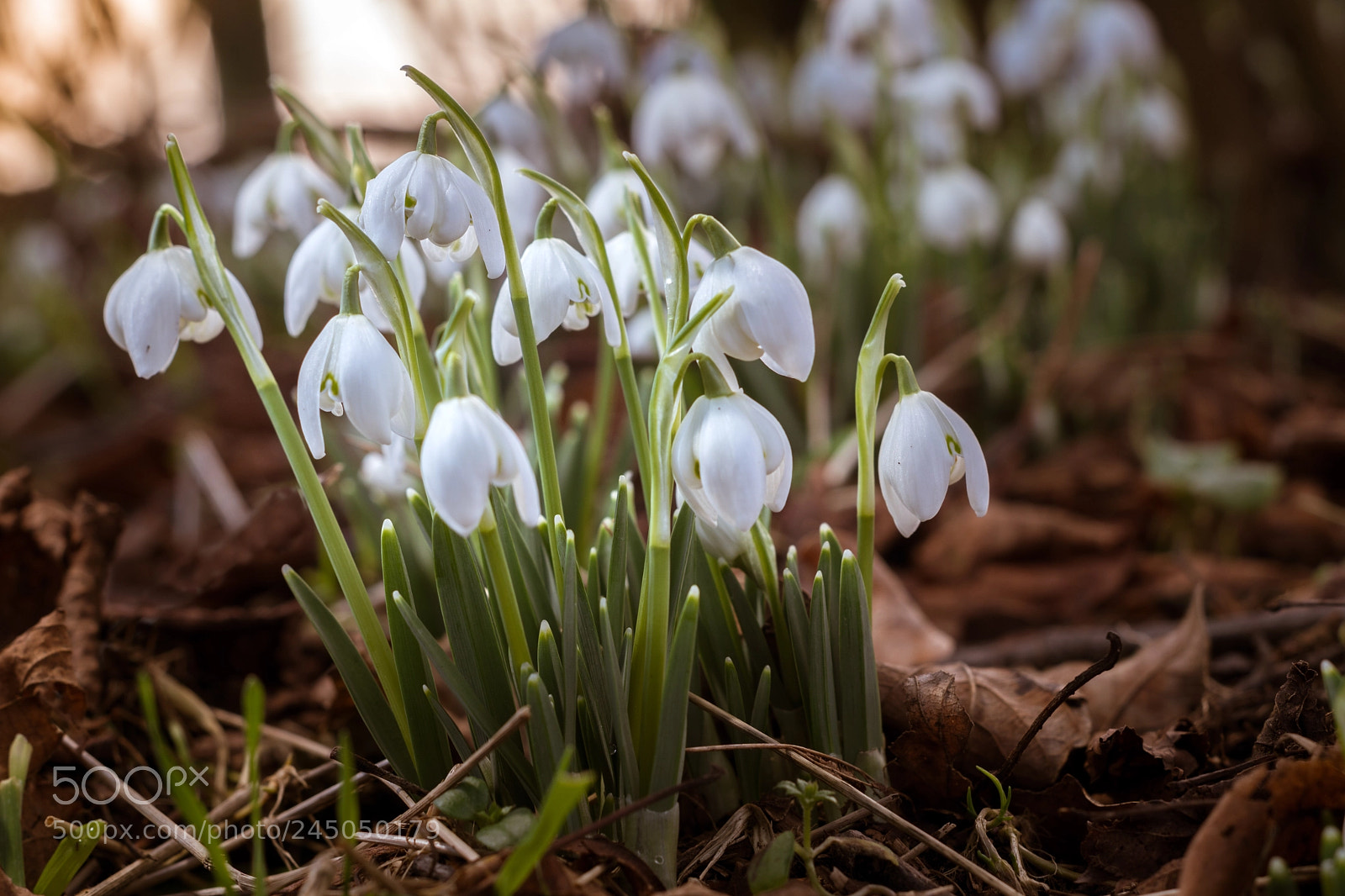 Sony ILCA-77M2 sample photo. Snowdrops photography