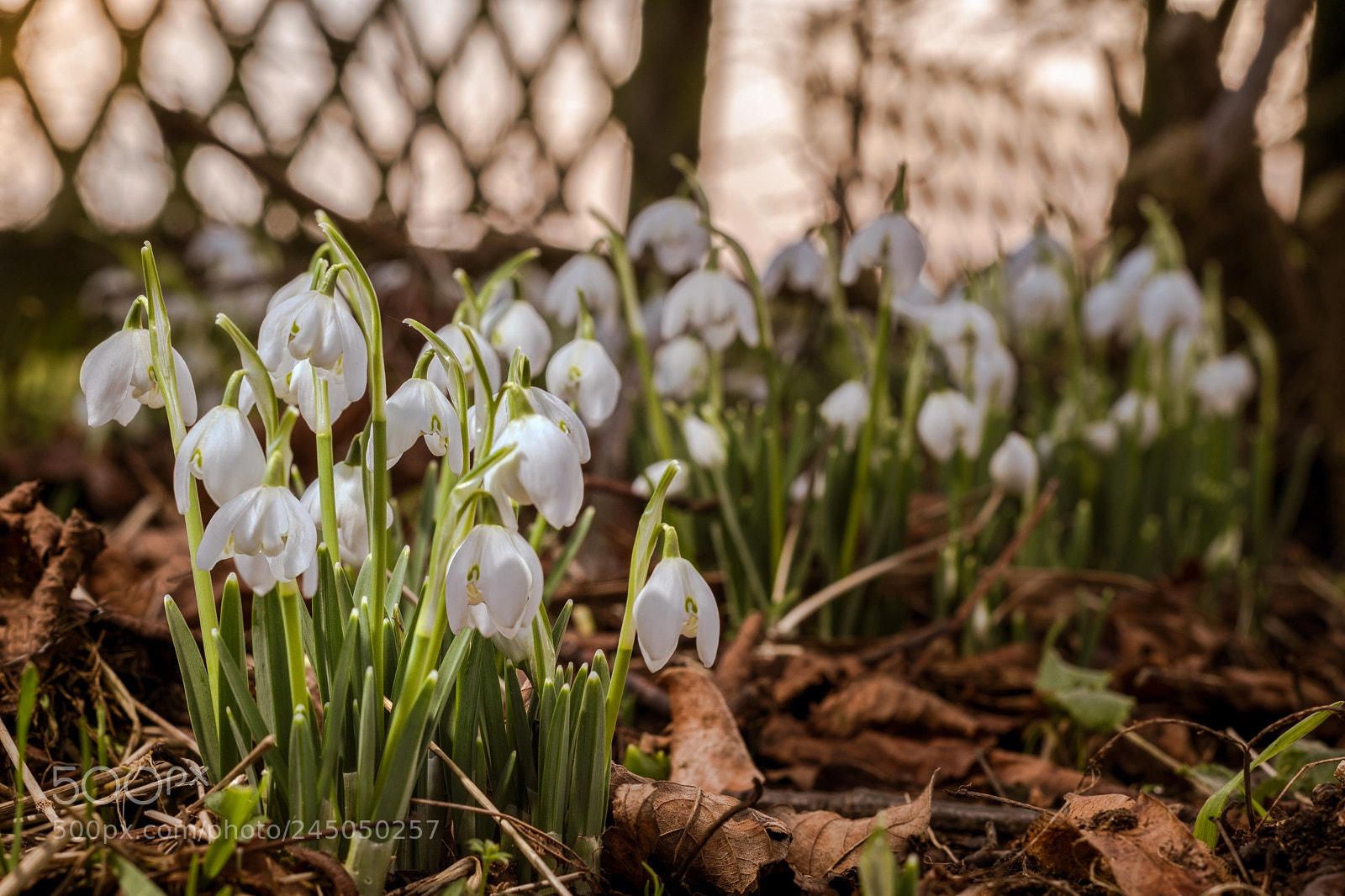 Sony ILCA-77M2 sample photo. Snowdrops photography