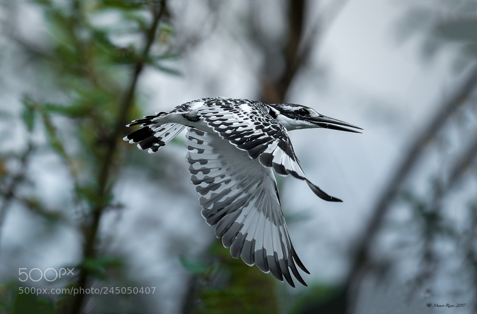 Nikon D5 sample photo. Black and white kingfisher. photography