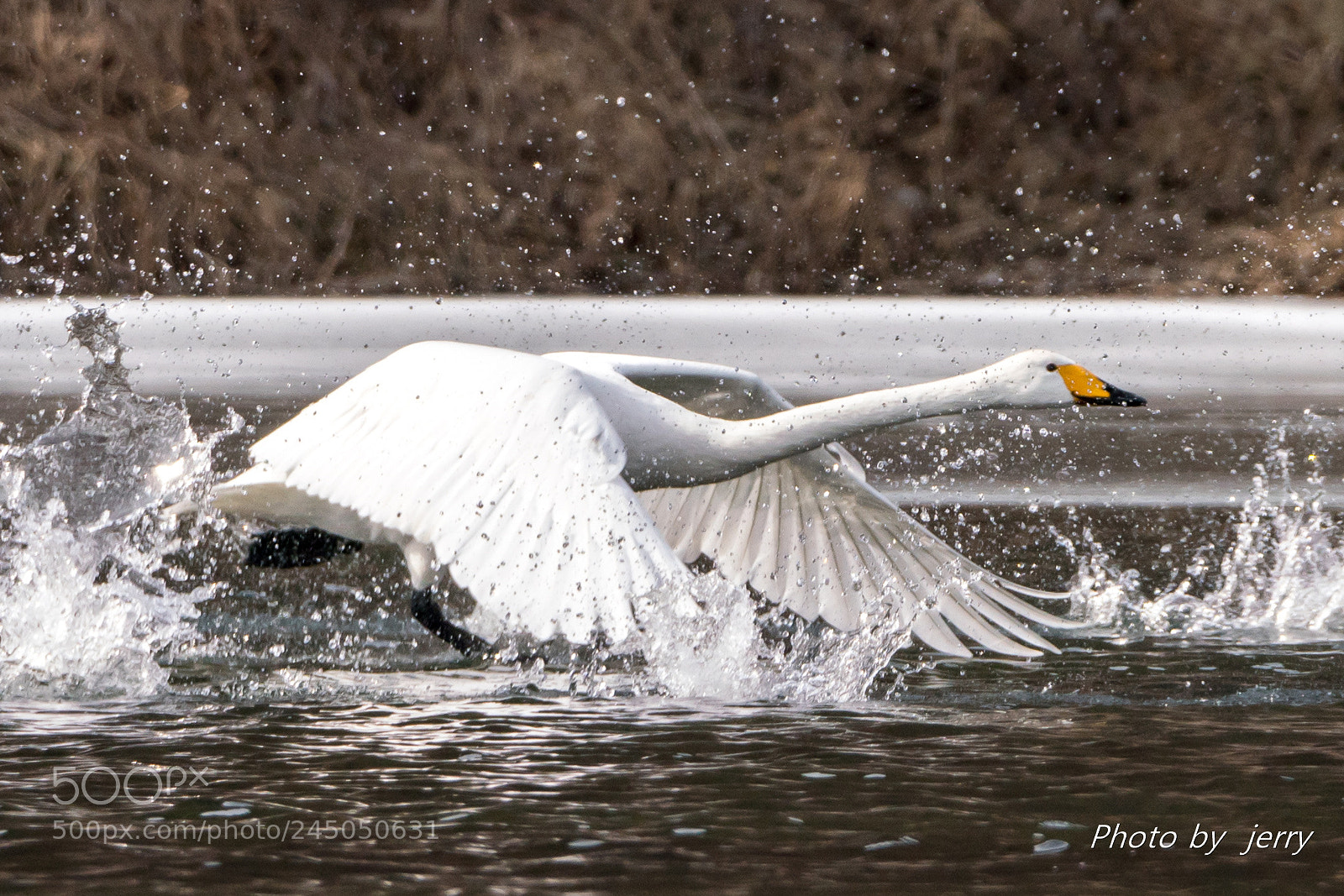 Sony a7R III sample photo. Swan crop image photography