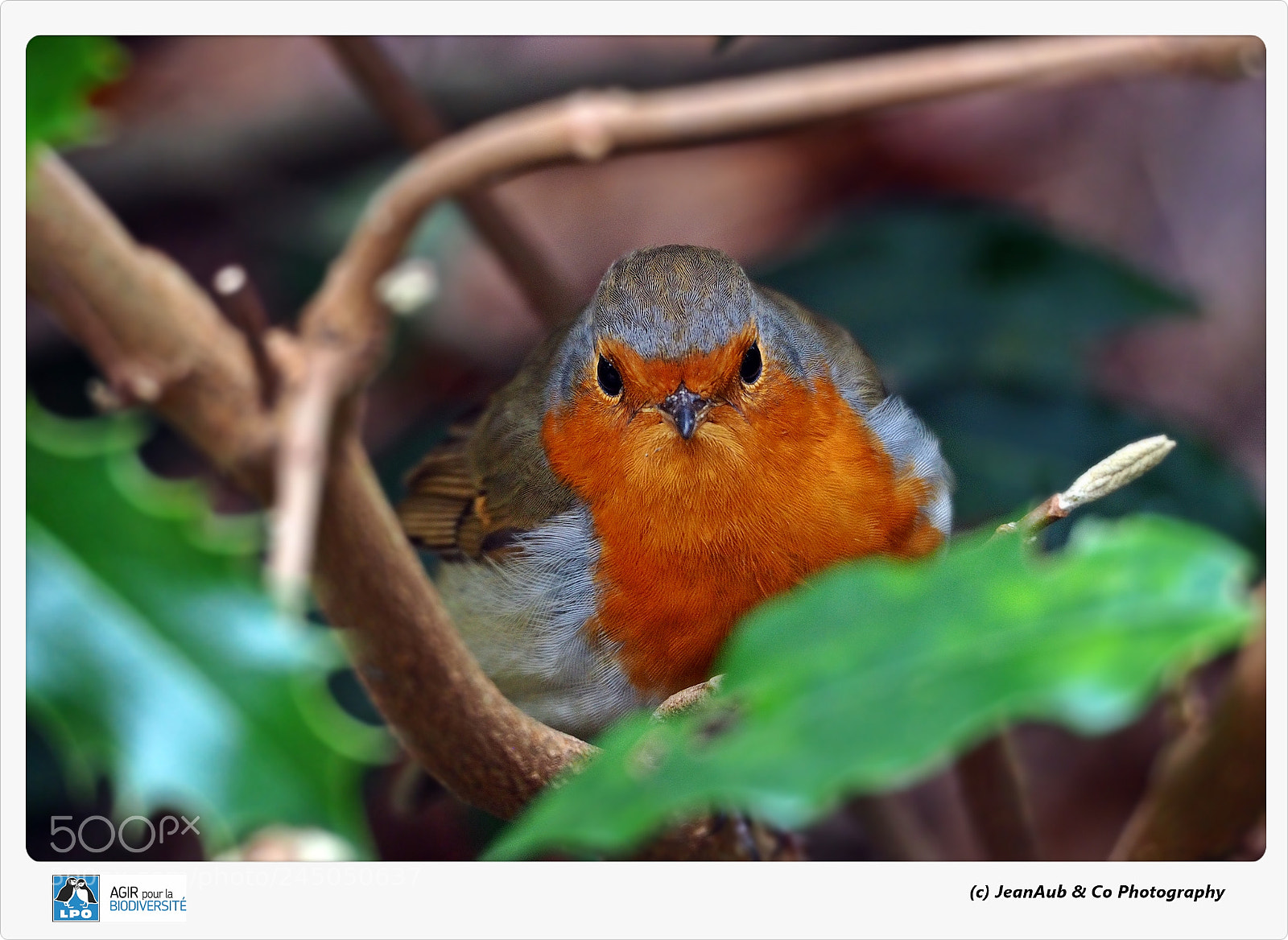 Olympus OM-D E-M5 II sample photo. Little robin photography