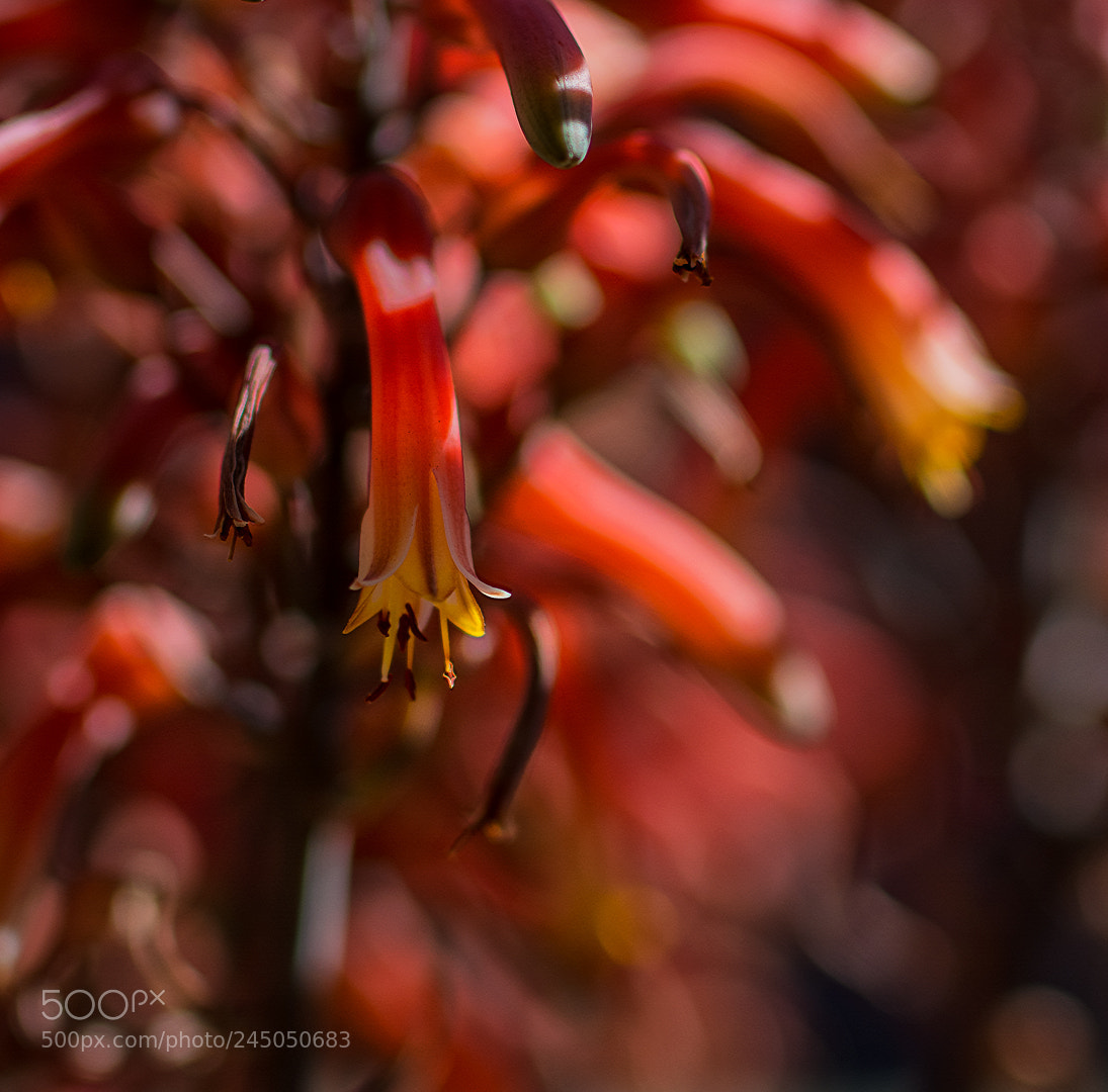 Nikon D5200 sample photo. Aloe bloom photography