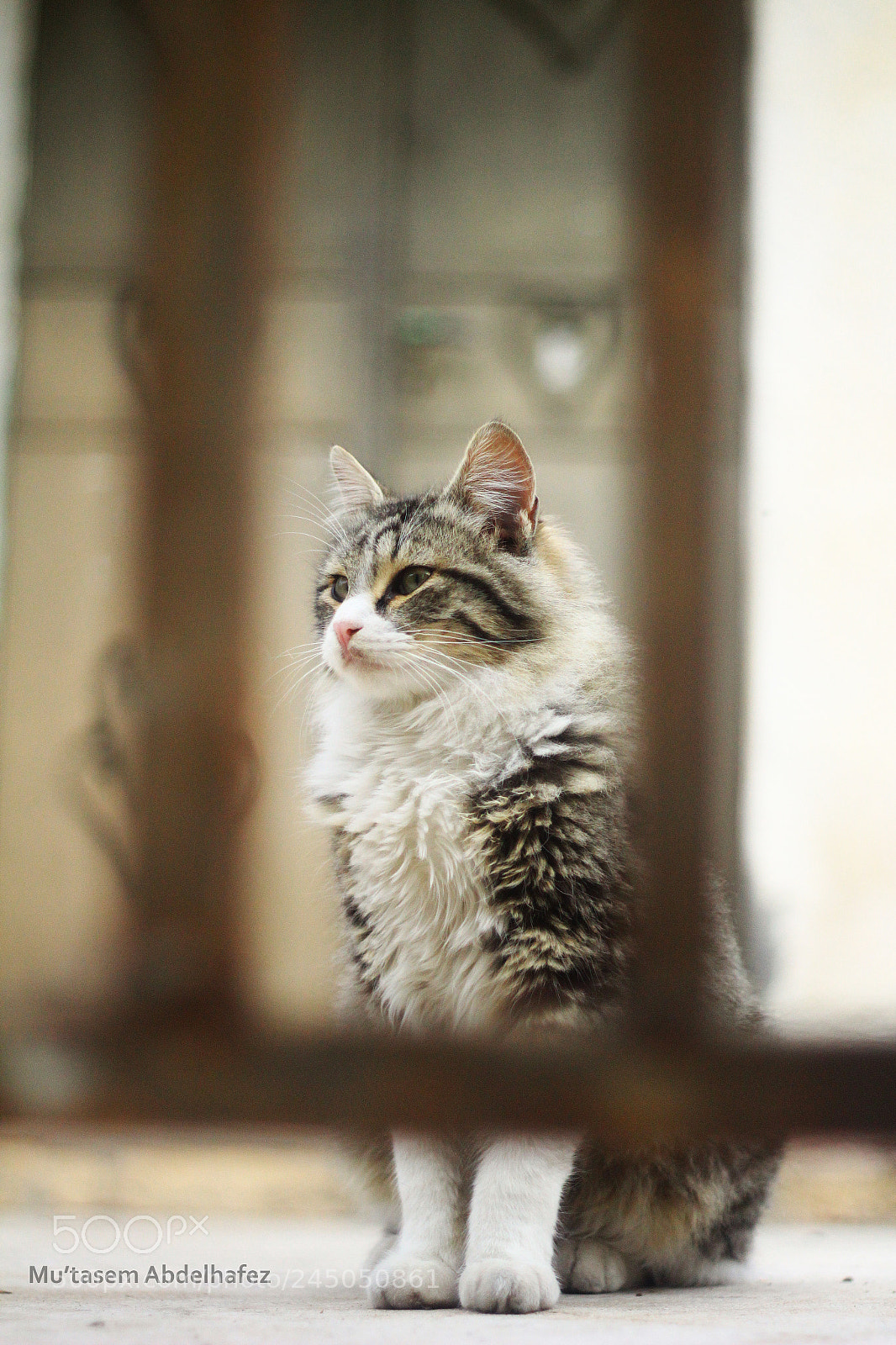 Canon EOS 600D (Rebel EOS T3i / EOS Kiss X5) sample photo. Img photography