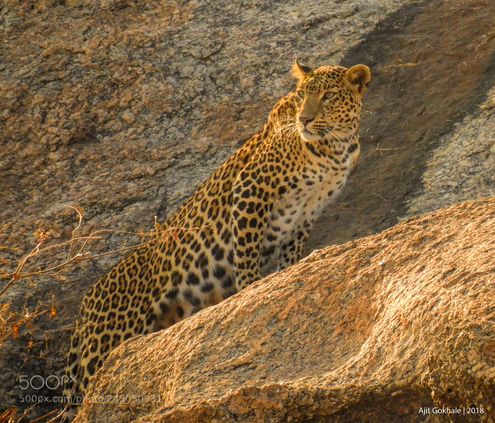 Nikon Coolpix P900 sample photo. Queen of jawai photography