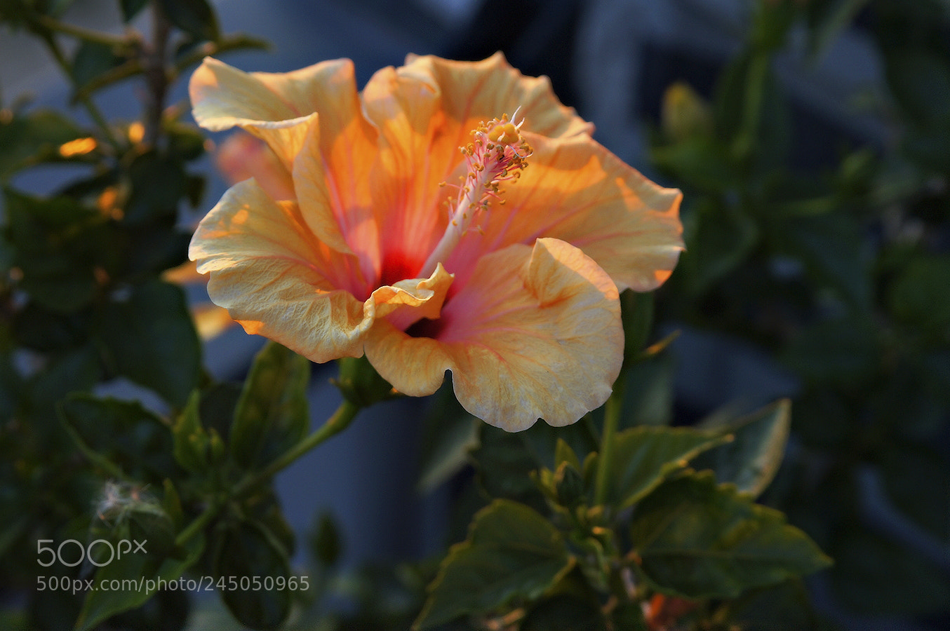 Sony Alpha DSLR-A580 sample photo. Sunset hibiscus photography