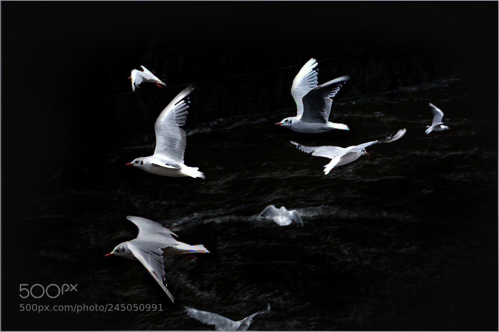 Nikon D5200 sample photo. Gulls photography