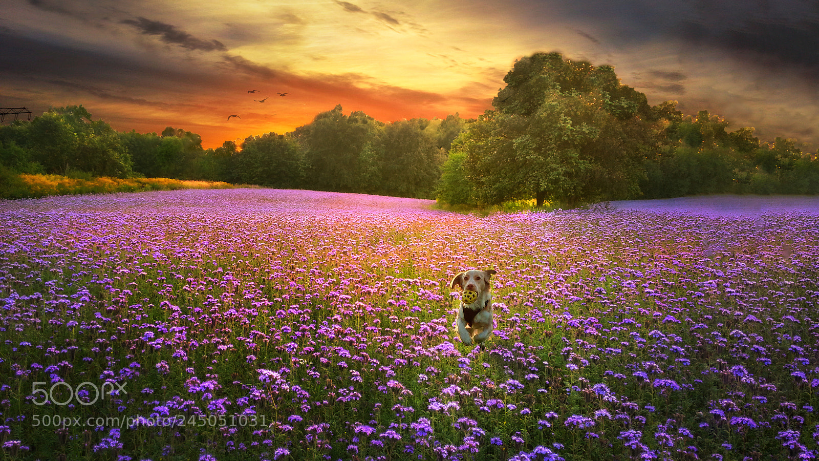 Samsung Galaxy S3 sample photo. Ein unvergesslicher sommer photography