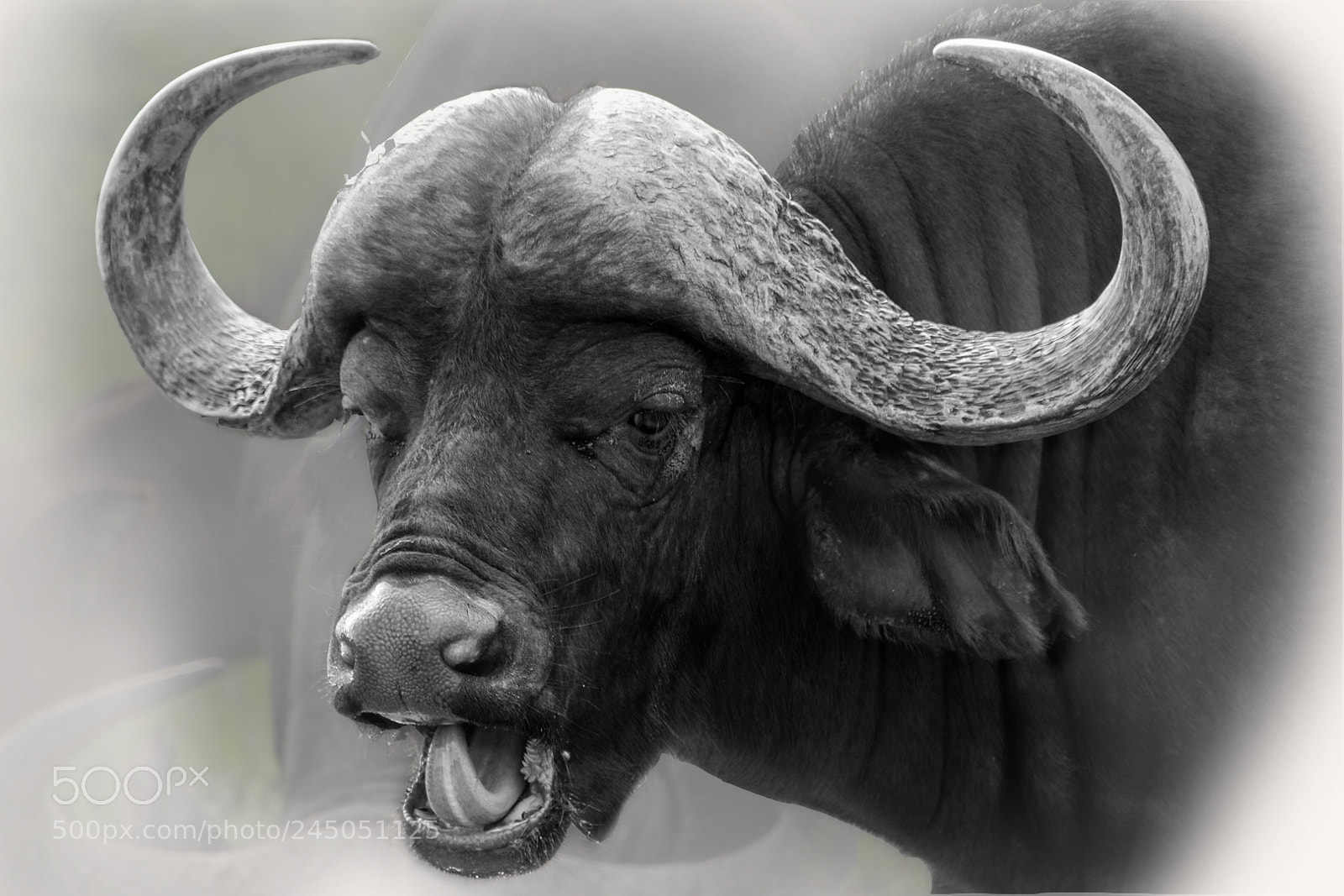 Nikon D5200 sample photo. The buffalo photography