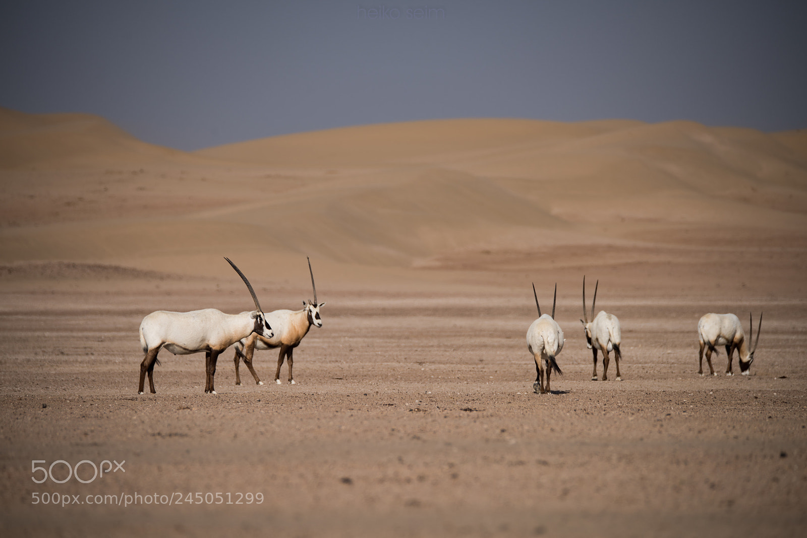 Nikon D810 sample photo. Arabian oryx antilope photography