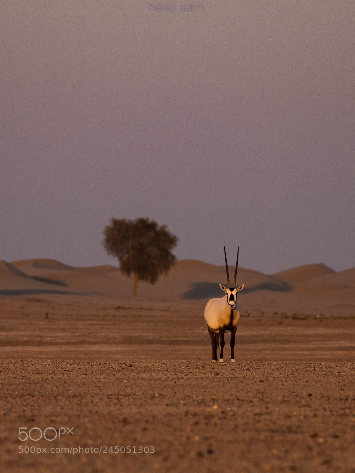 Nikon D810 sample photo. Arabian oryx antilope photography