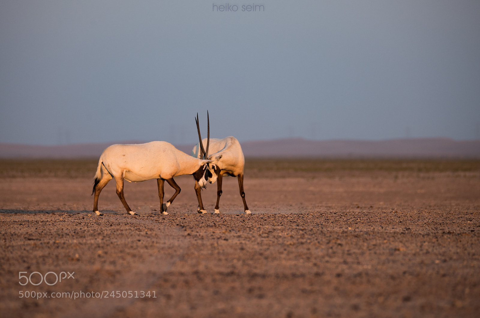 Nikon D810 sample photo. Arabian oryx antilope photography