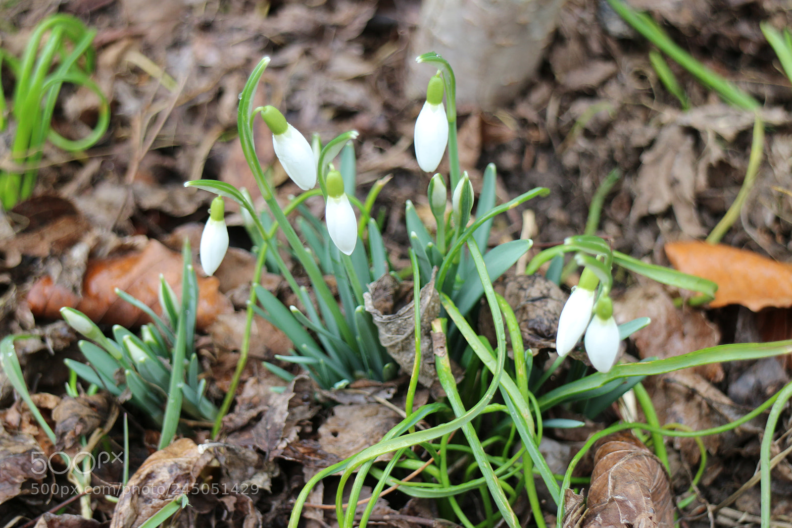 Canon EOS M sample photo. Img photography