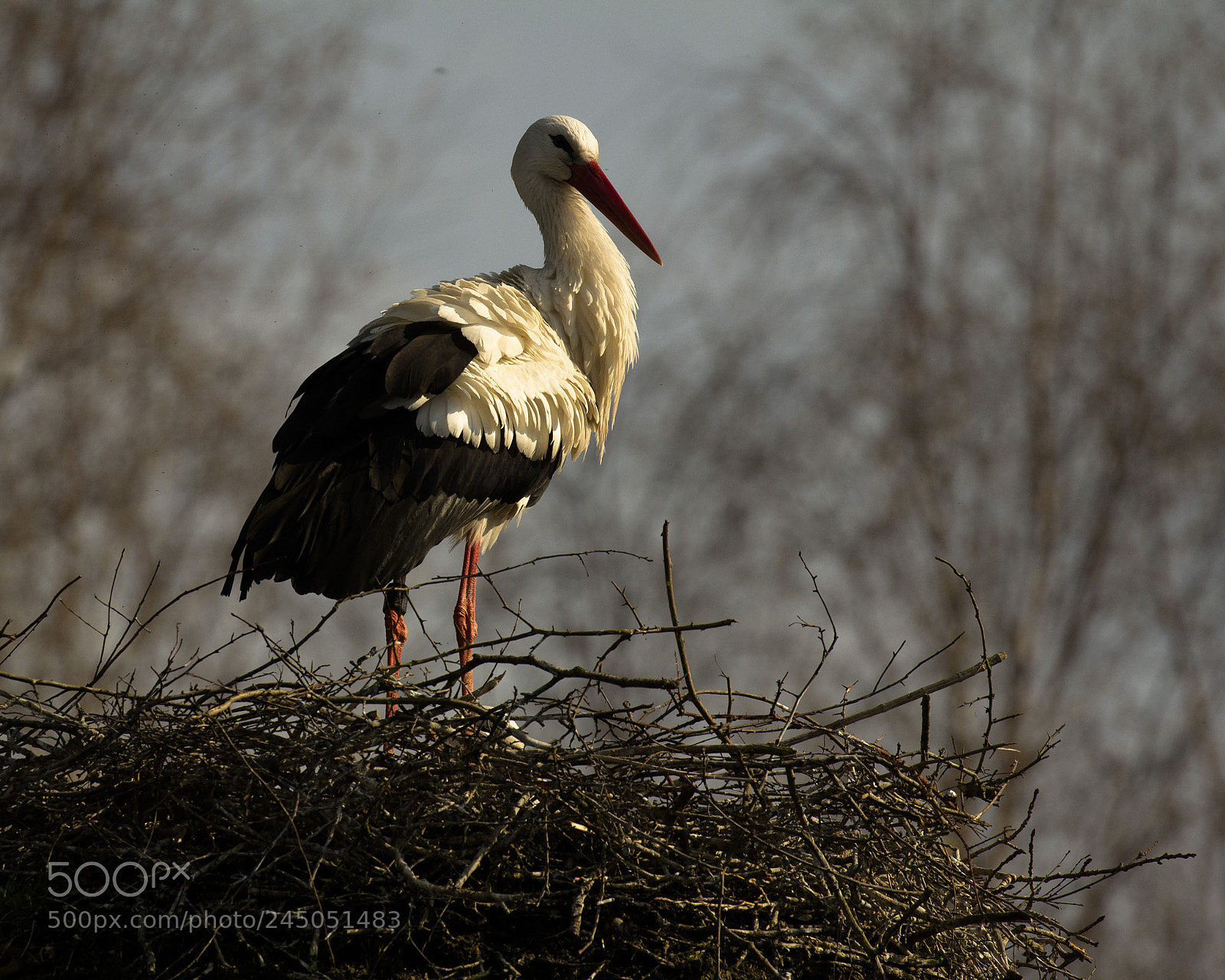 Canon EOS 60D sample photo. Storch photography