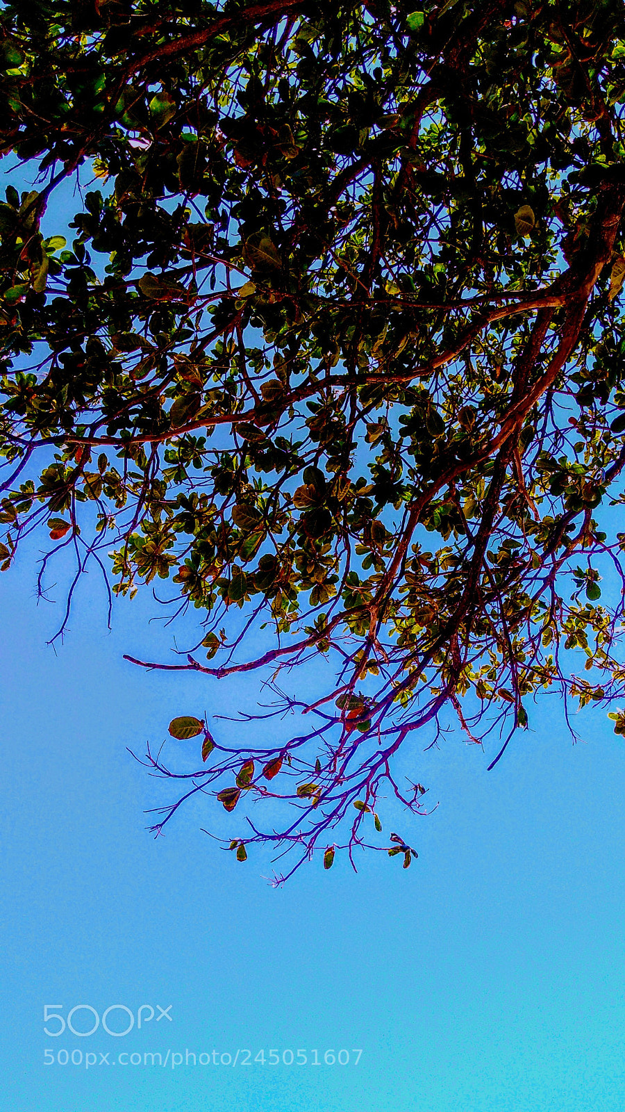 Motorola Moto G Play sample photo. Untitled photography