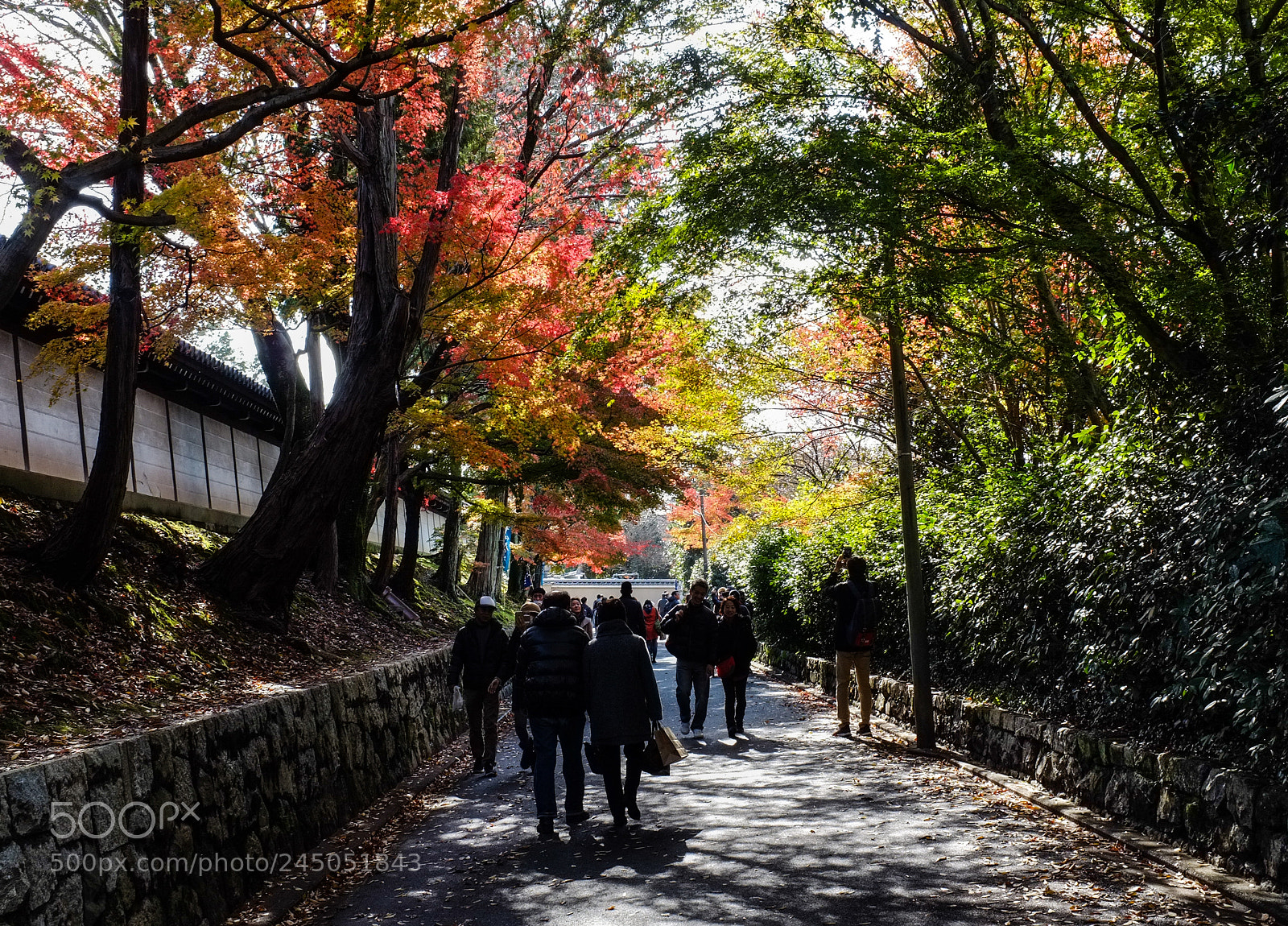Fujifilm FinePix X100 sample photo. Intertwined photography