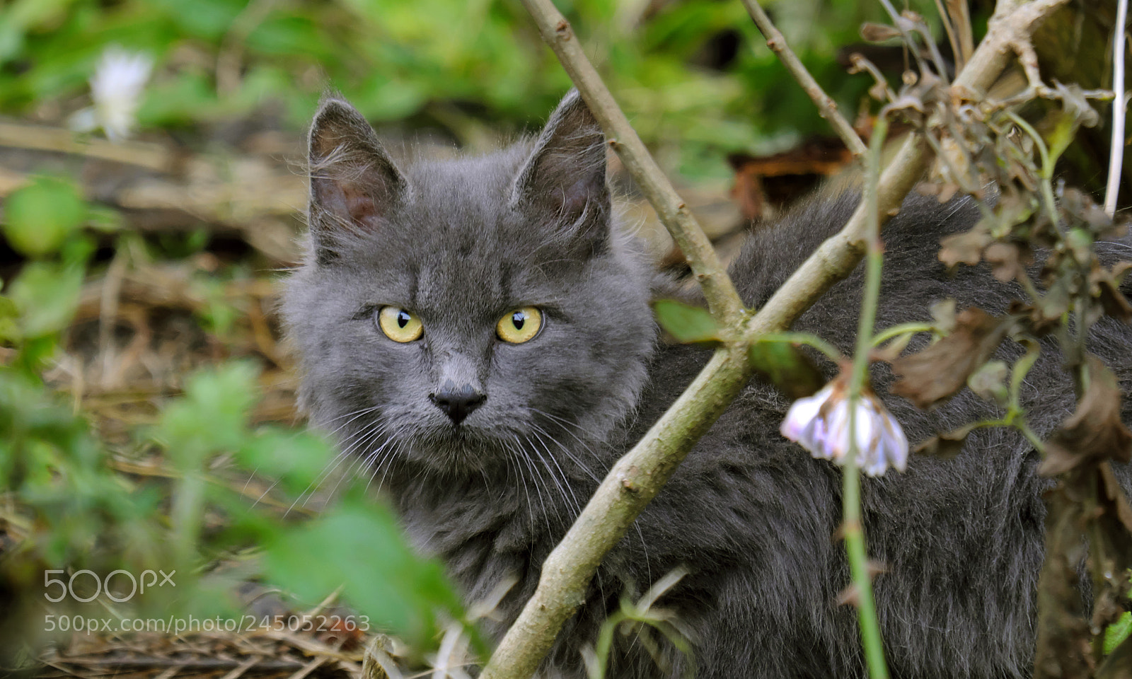 Fujifilm X-T20 sample photo. Smoky cat portrait photography