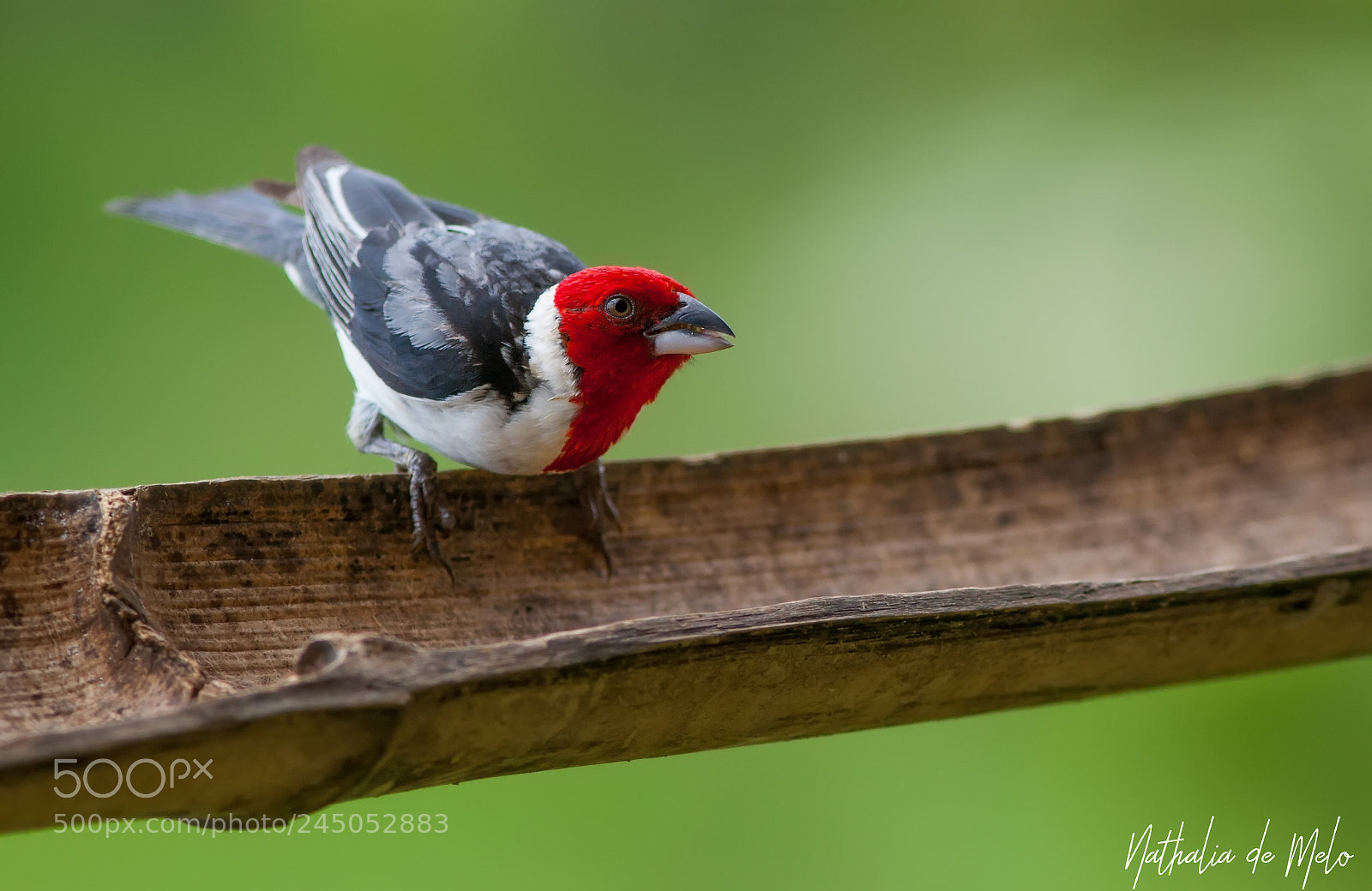Canon EOS-1D Mark III sample photo. Cardeal-do-nordeste paroaria dominicana photography