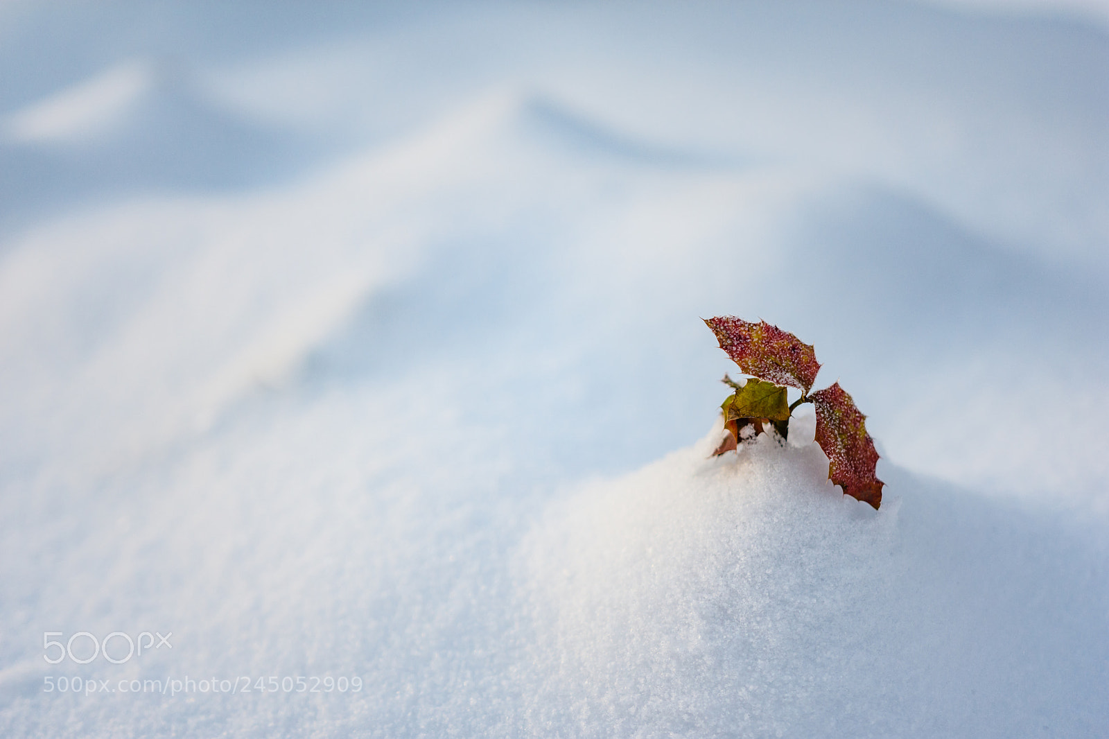 Nikon D7200 sample photo. Frozen photography