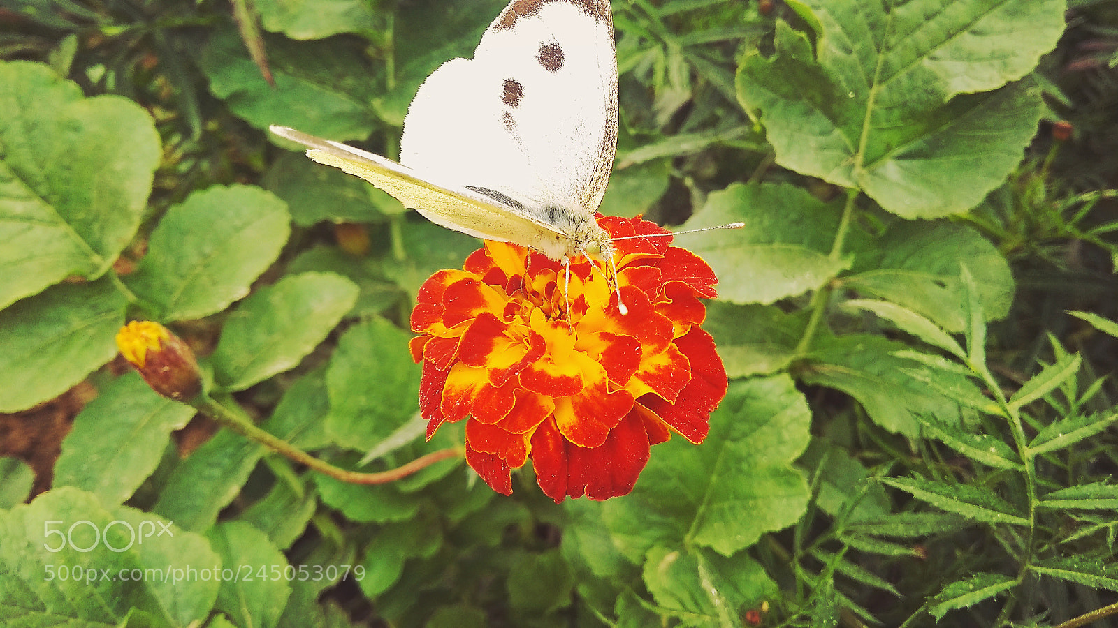 Xiaomi Redmi 4A sample photo. Untitled photography