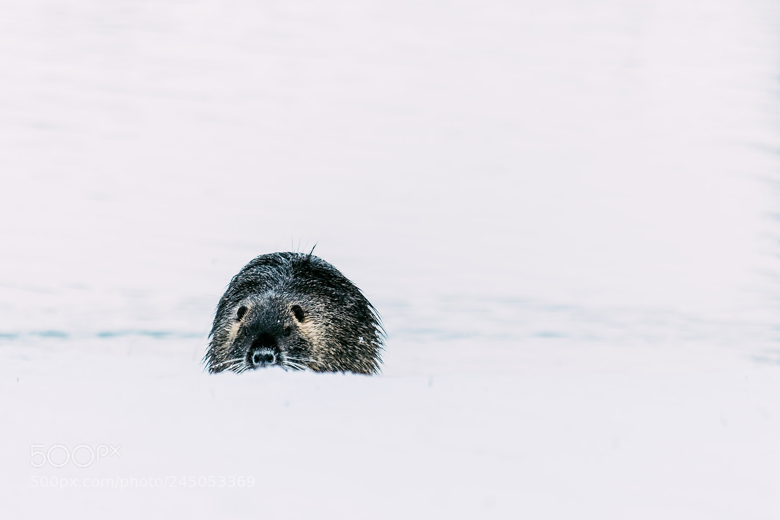 Nikon D500 sample photo. Coypu myocastor coypus on photography