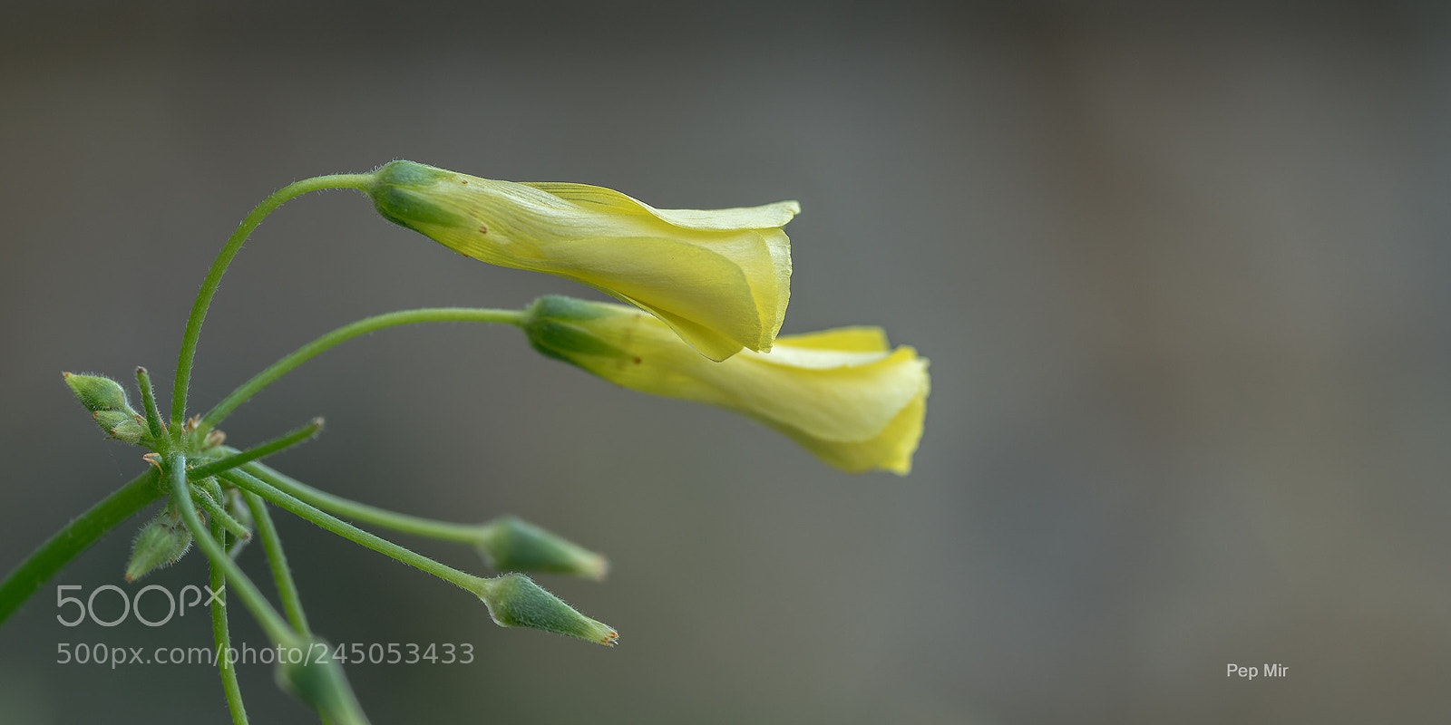Sony a99 II sample photo. Vinagrella photography