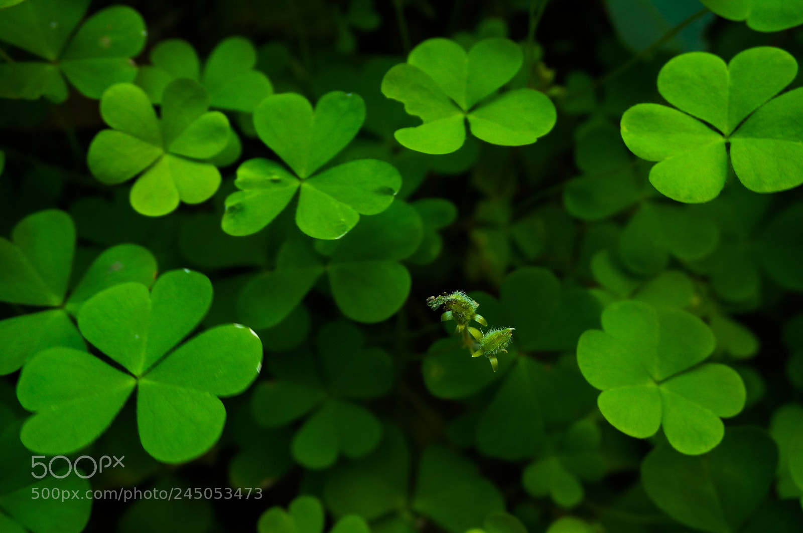 Sony Alpha NEX-6 sample photo. Dsc photography