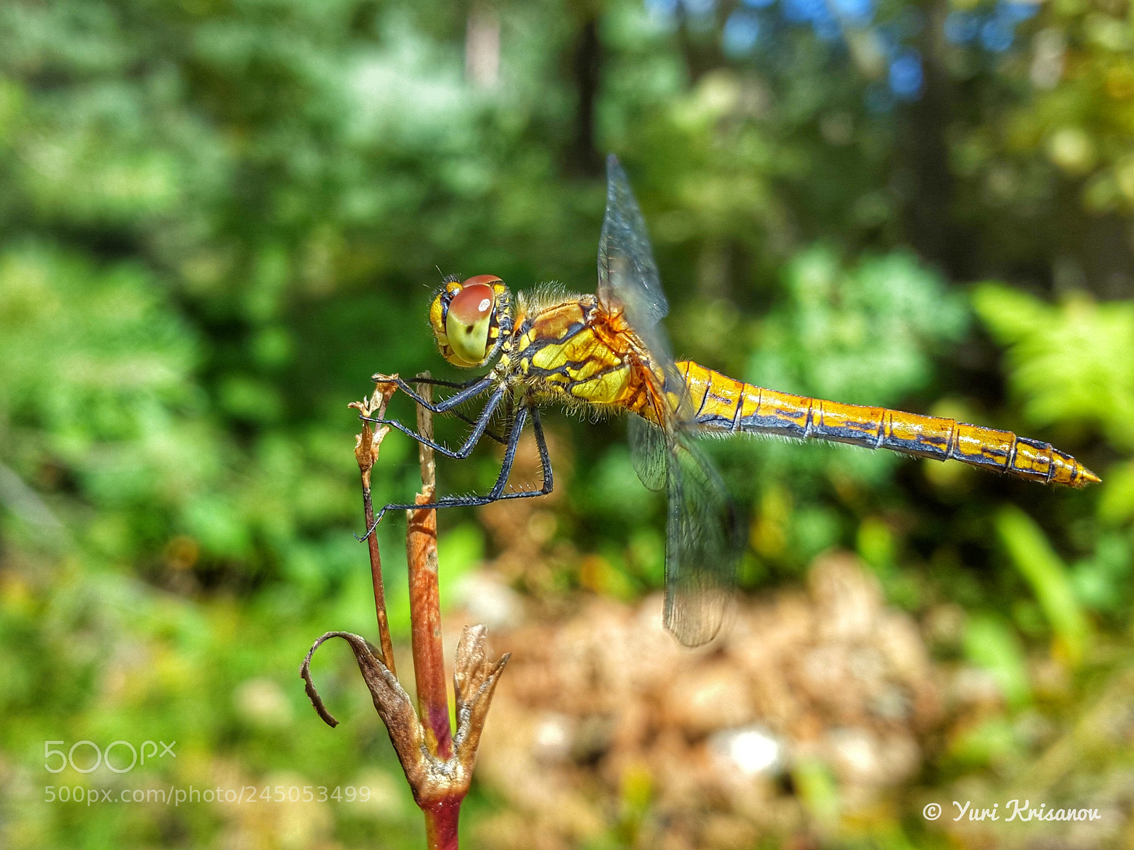 Samsung Galaxy Alpha sample photo. Sympetrum photography