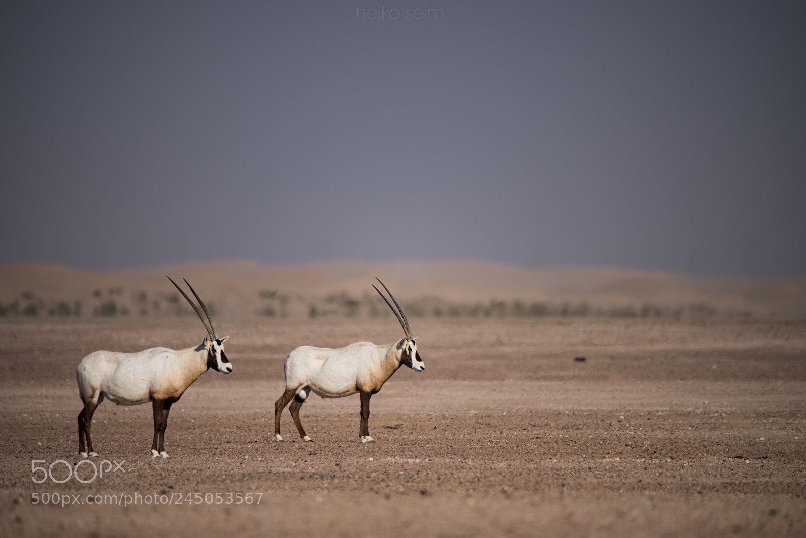 Nikon D810 sample photo. Arabian oryx antilope photography