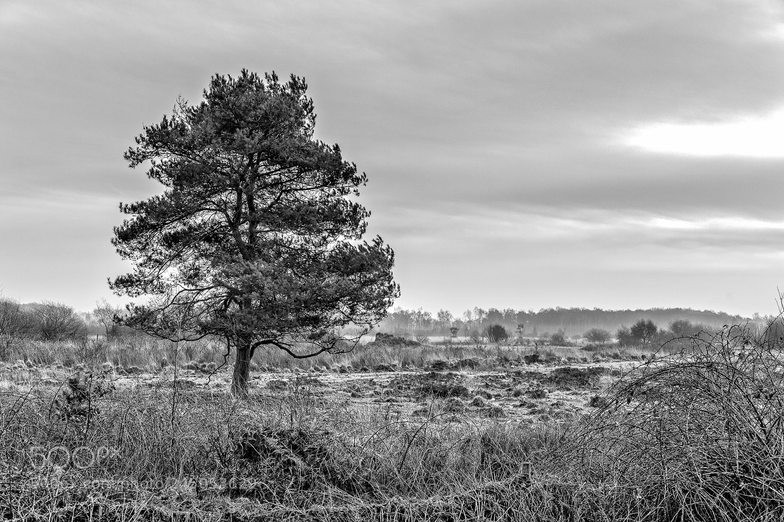 Fujifilm X-T2 sample photo. De peel photography