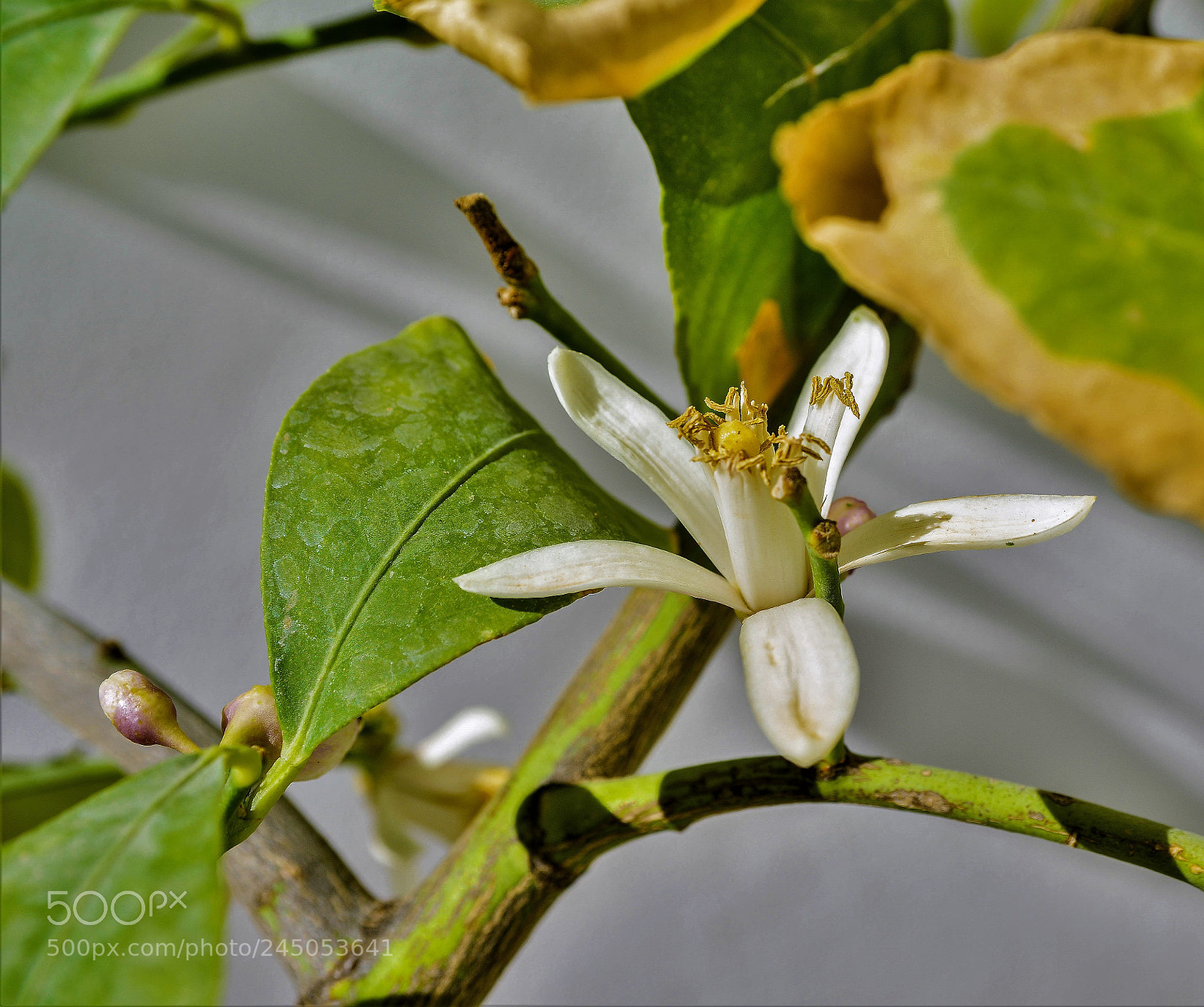 Nikon D800E sample photo. Fleur de citronnier photography